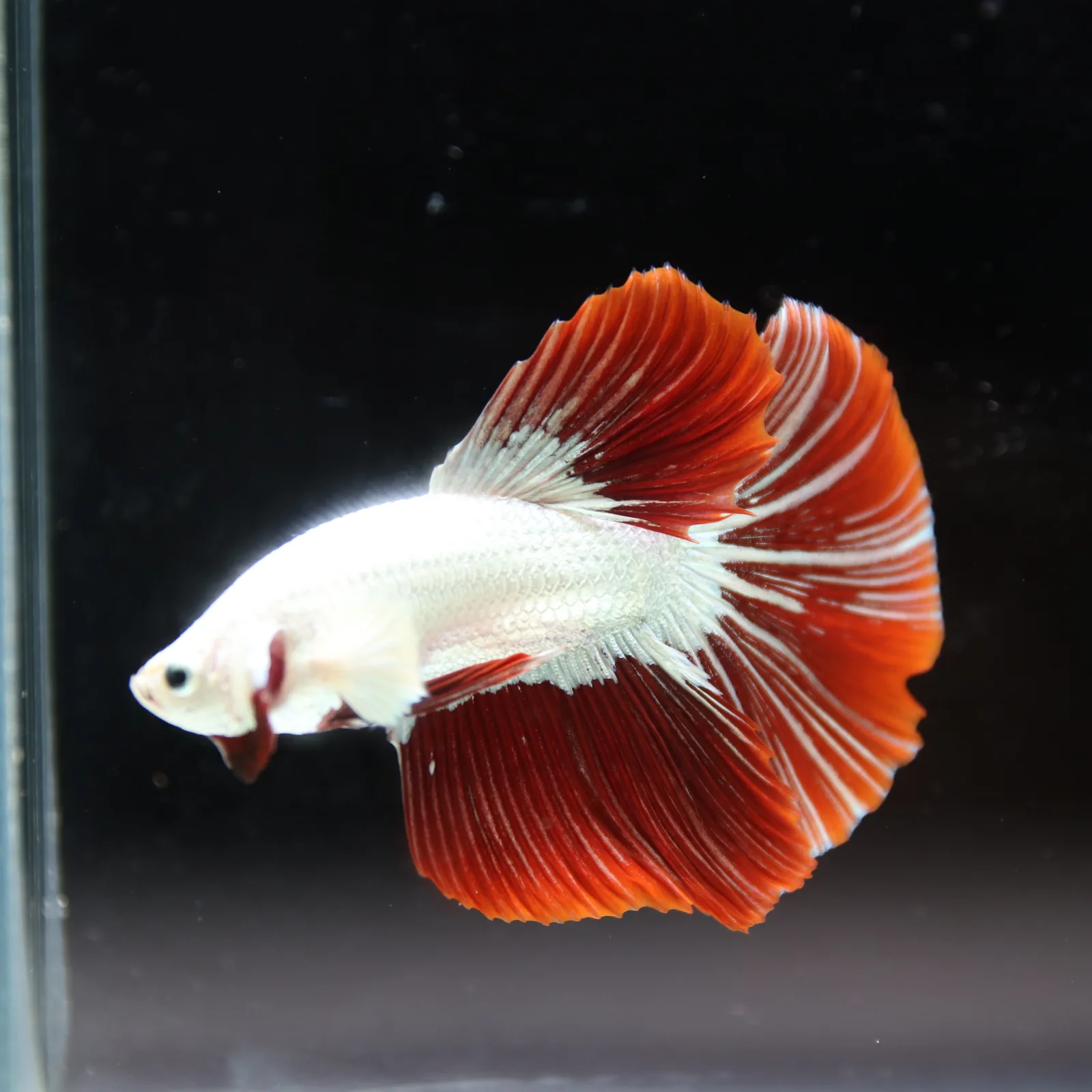 Betta Live fish Premium Red Dragon Halfmoon Betta media 10