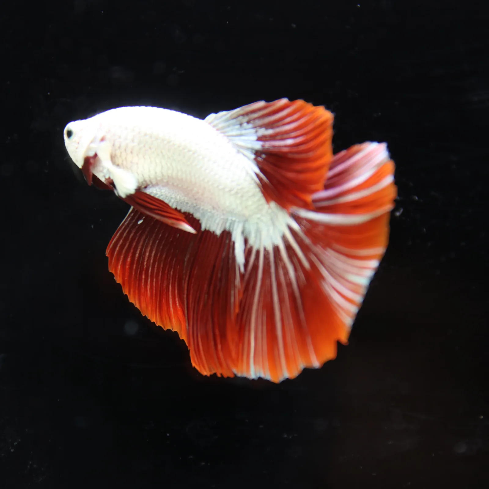 Betta Live fish Premium Red Dragon Halfmoon Betta media 11