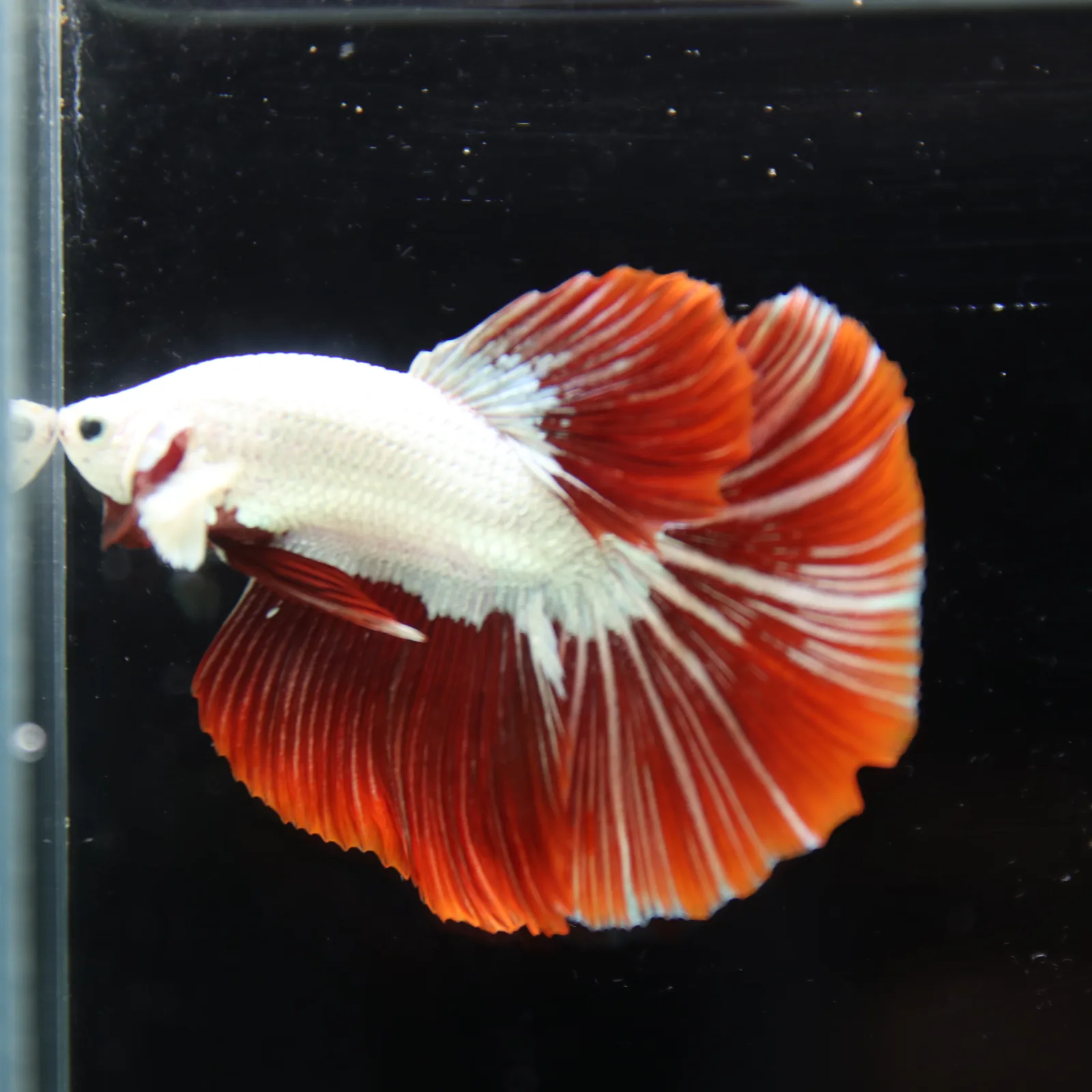 Betta Live fish Premium Red Dragon Halfmoon Betta media 12