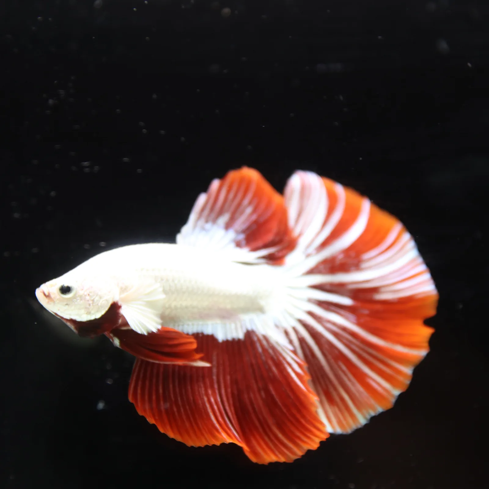Betta Live fish Premium Red Dragon Halfmoon Betta media 13