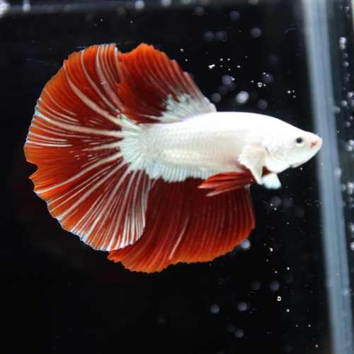 Betta Live fish Premium Red Dragon Halfmoon Betta