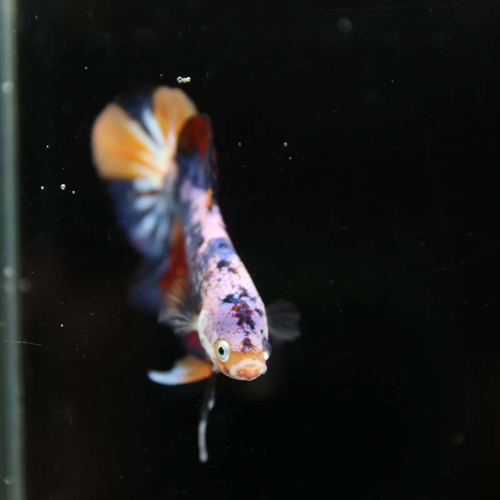 Betta Spendens Fancy Multicolor HMPK Male HMPK-BL-2705226-004 media 2