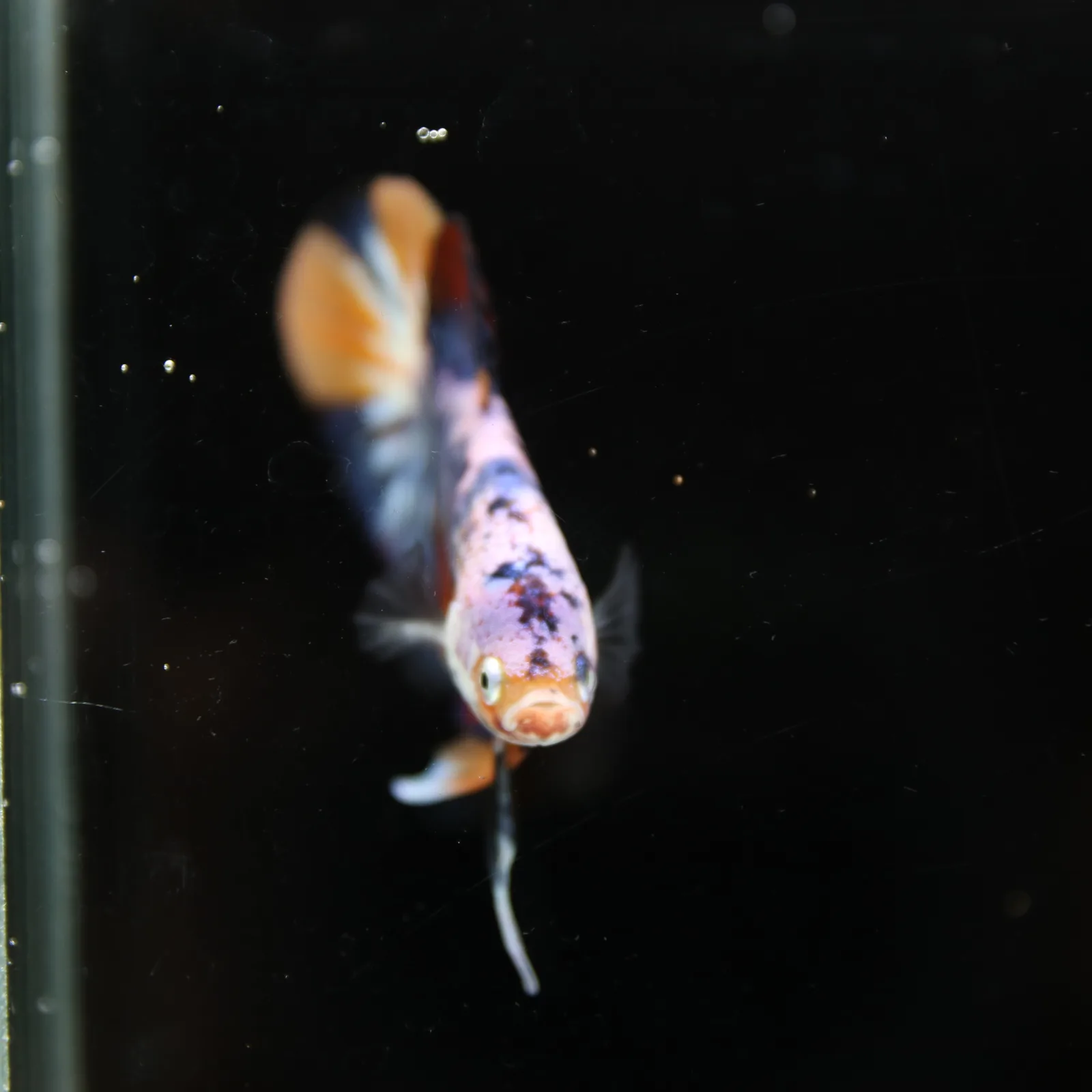 Betta Spendens Fancy Multicolor HMPK Male HMPK-BL-2705226-004 media 3