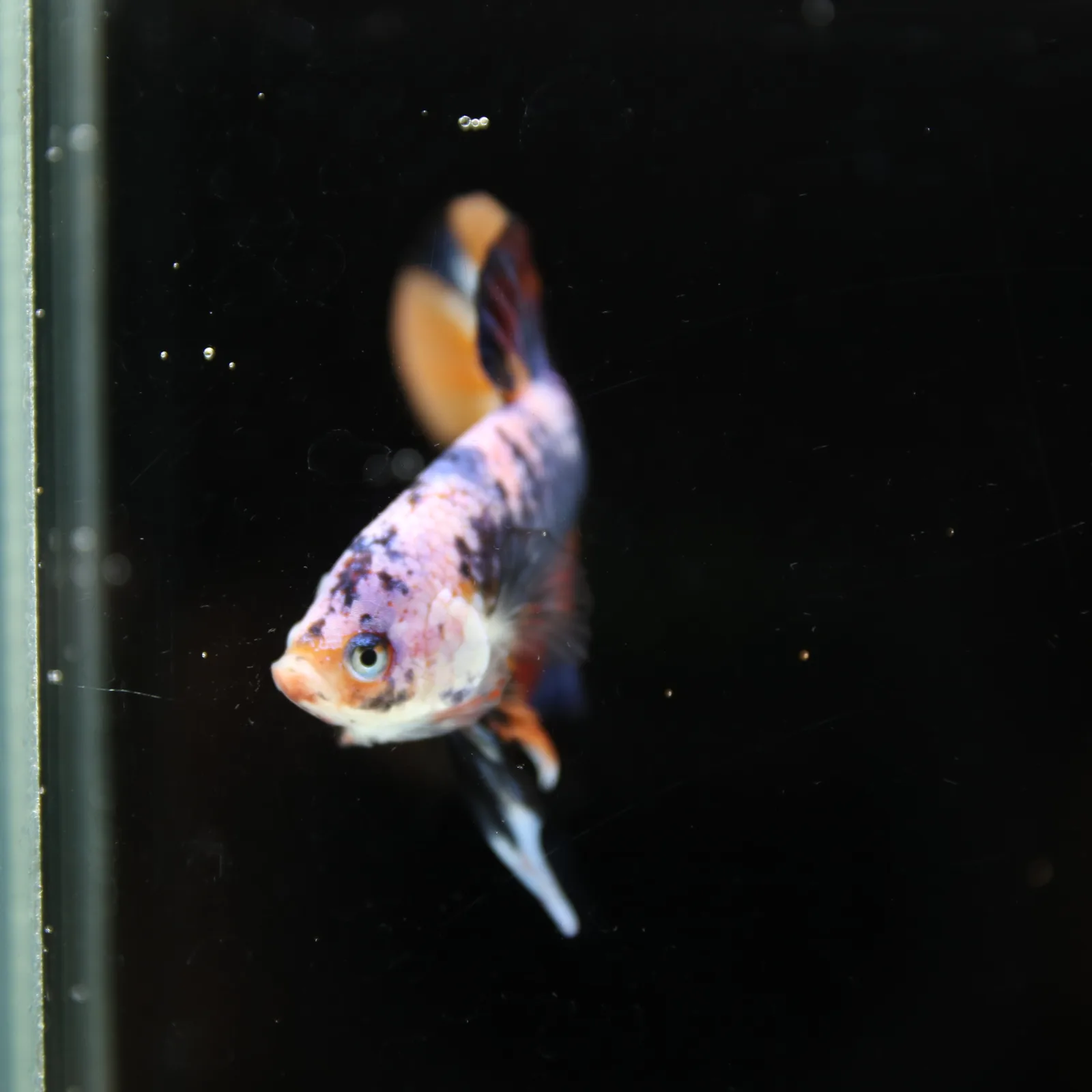 Betta Spendens Fancy Multicolor HMPK Male HMPK-BL-2705226-004 media 4