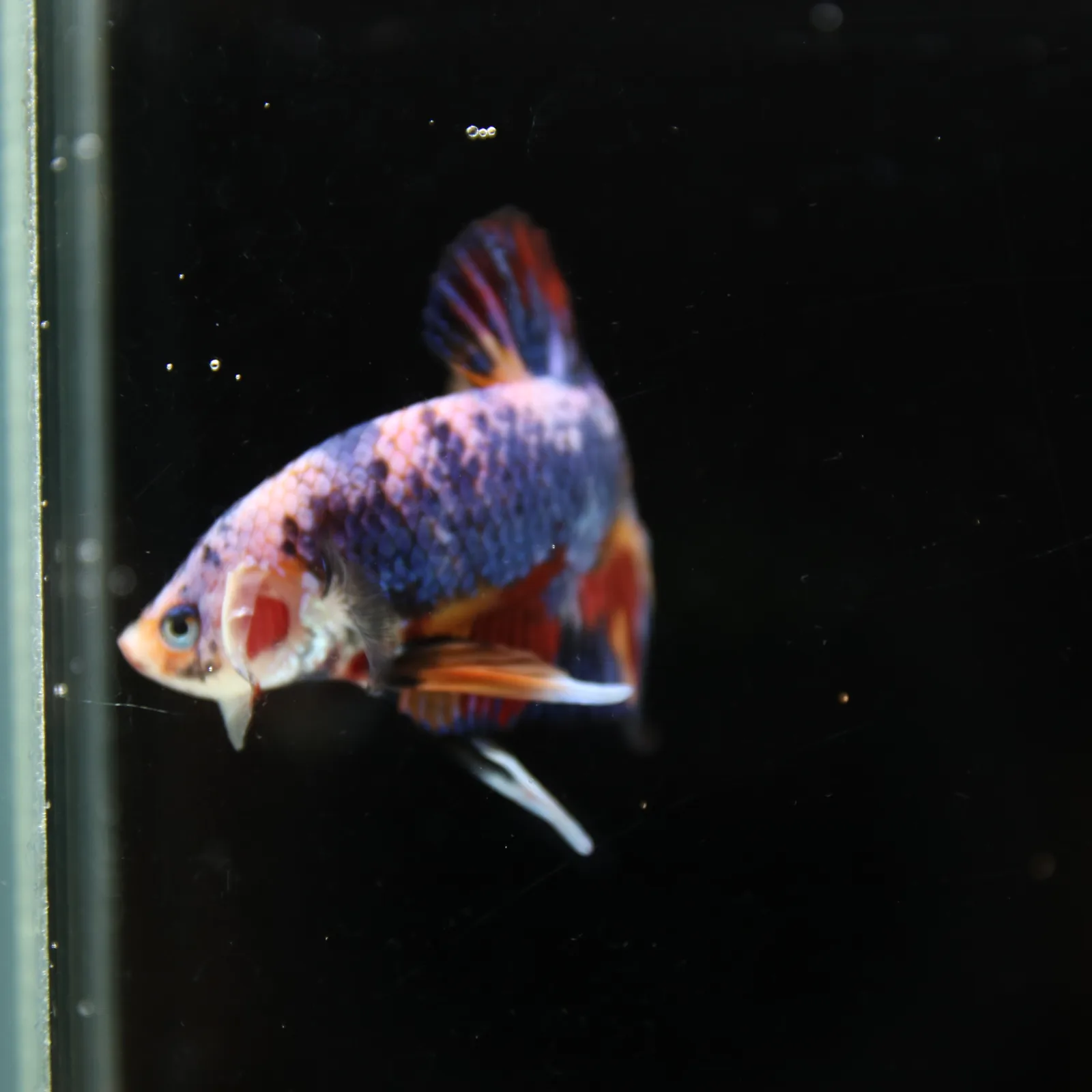Betta Spendens Fancy Multicolor HMPK Male HMPK-BL-2705226-004 media 5