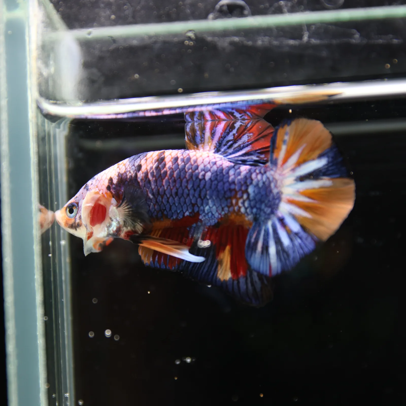 Betta Spendens Fancy Multicolor HMPK Male HMPK-BL-2705226-004 media 6