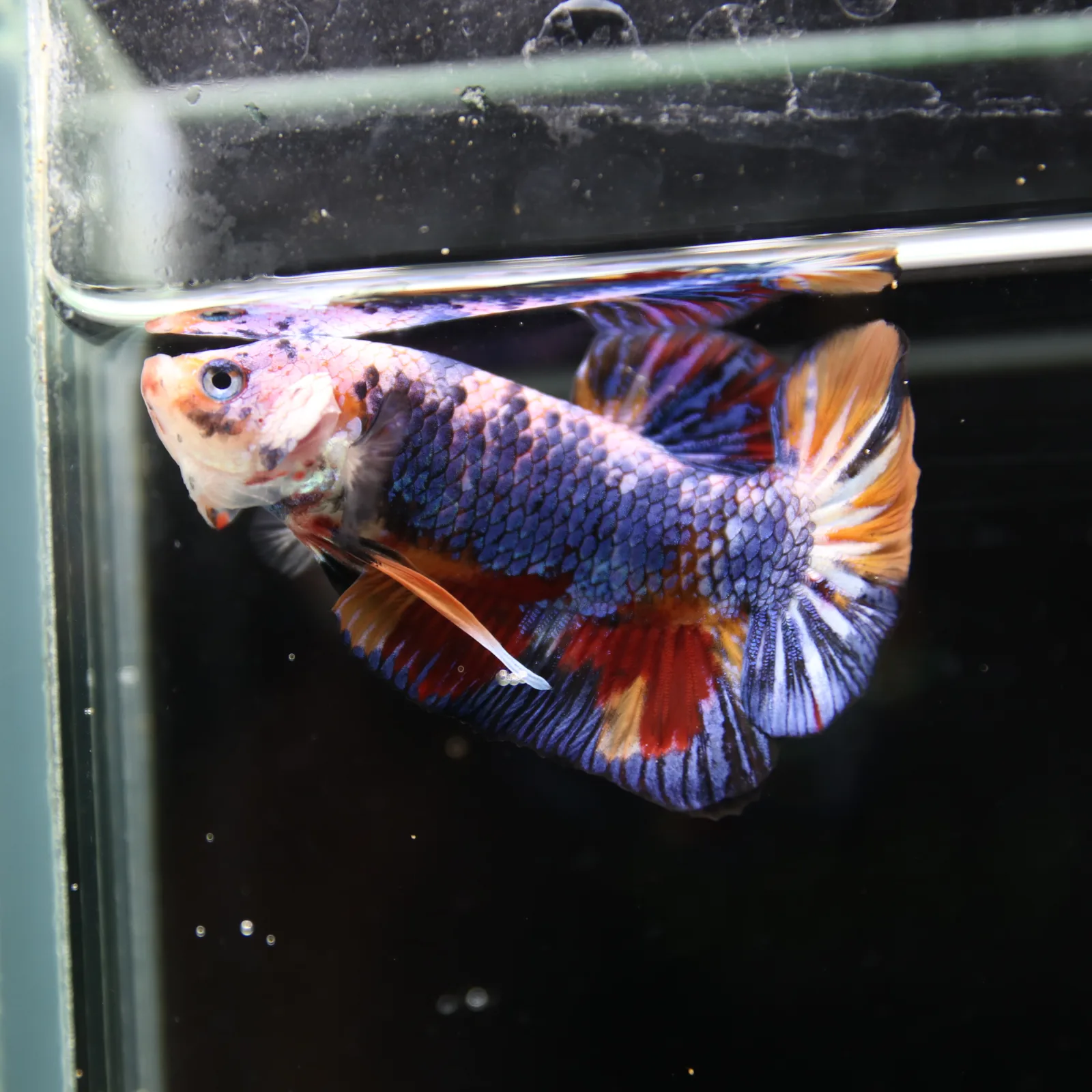 Betta Spendens Fancy Multicolor HMPK Male HMPK-BL-2705226-004 media 7