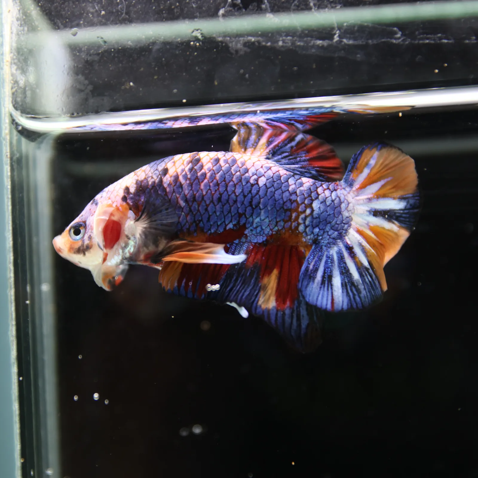 Betta Spendens Fancy Multicolor HMPK Male HMPK-BL-2705226-004 media 8