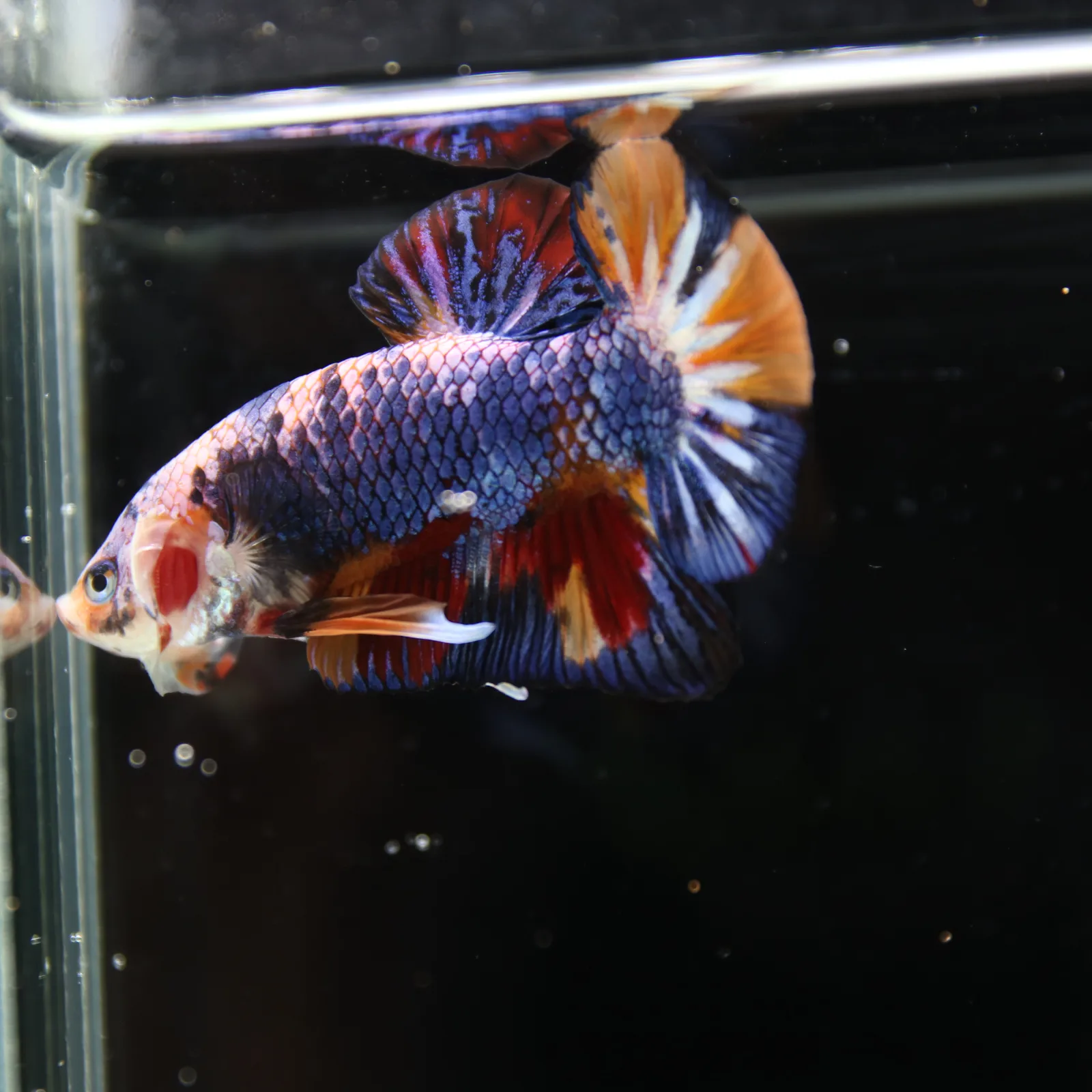 Betta Spendens Fancy Multicolor HMPK Male HMPK-BL-2705226-004 media 9