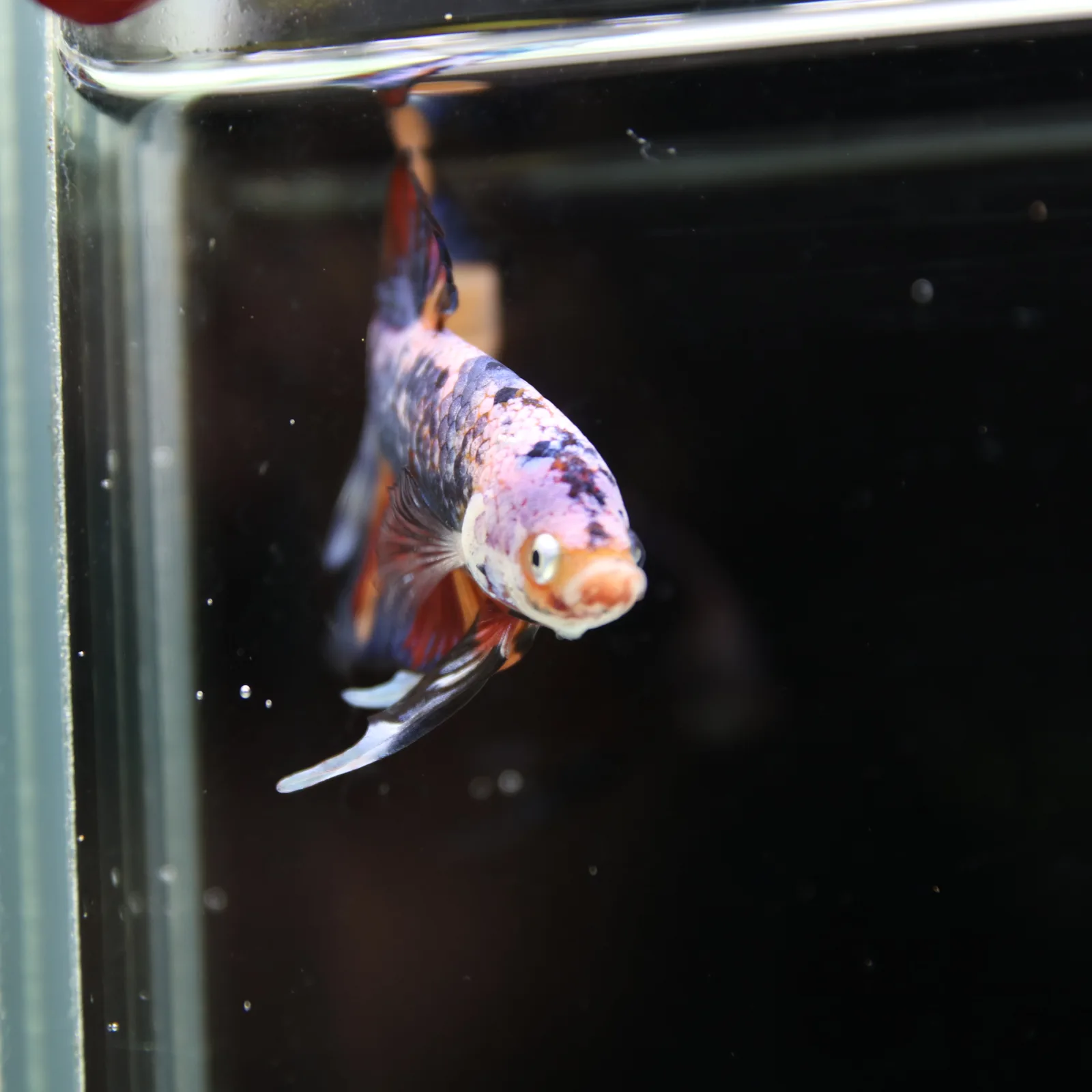 Betta Spendens Fancy Multicolor HMPK Male HMPK-BL-2705226-004 media 10