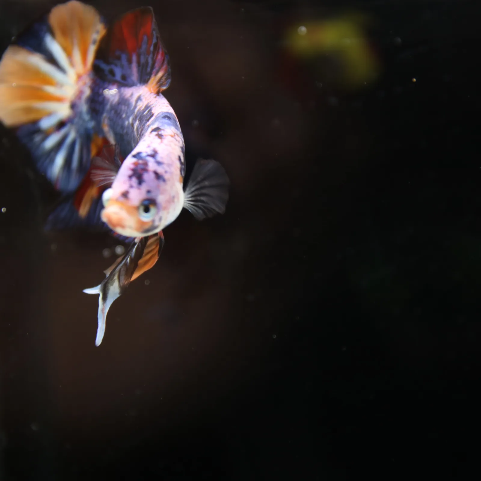 Betta Spendens Fancy Multicolor HMPK Male HMPK-BL-2705226-004 media 11