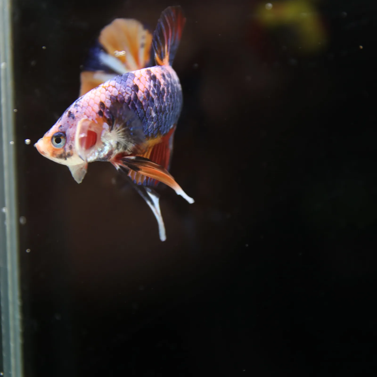 Betta Spendens Fancy Multicolor HMPK Male HMPK-BL-2705226-004 media 12