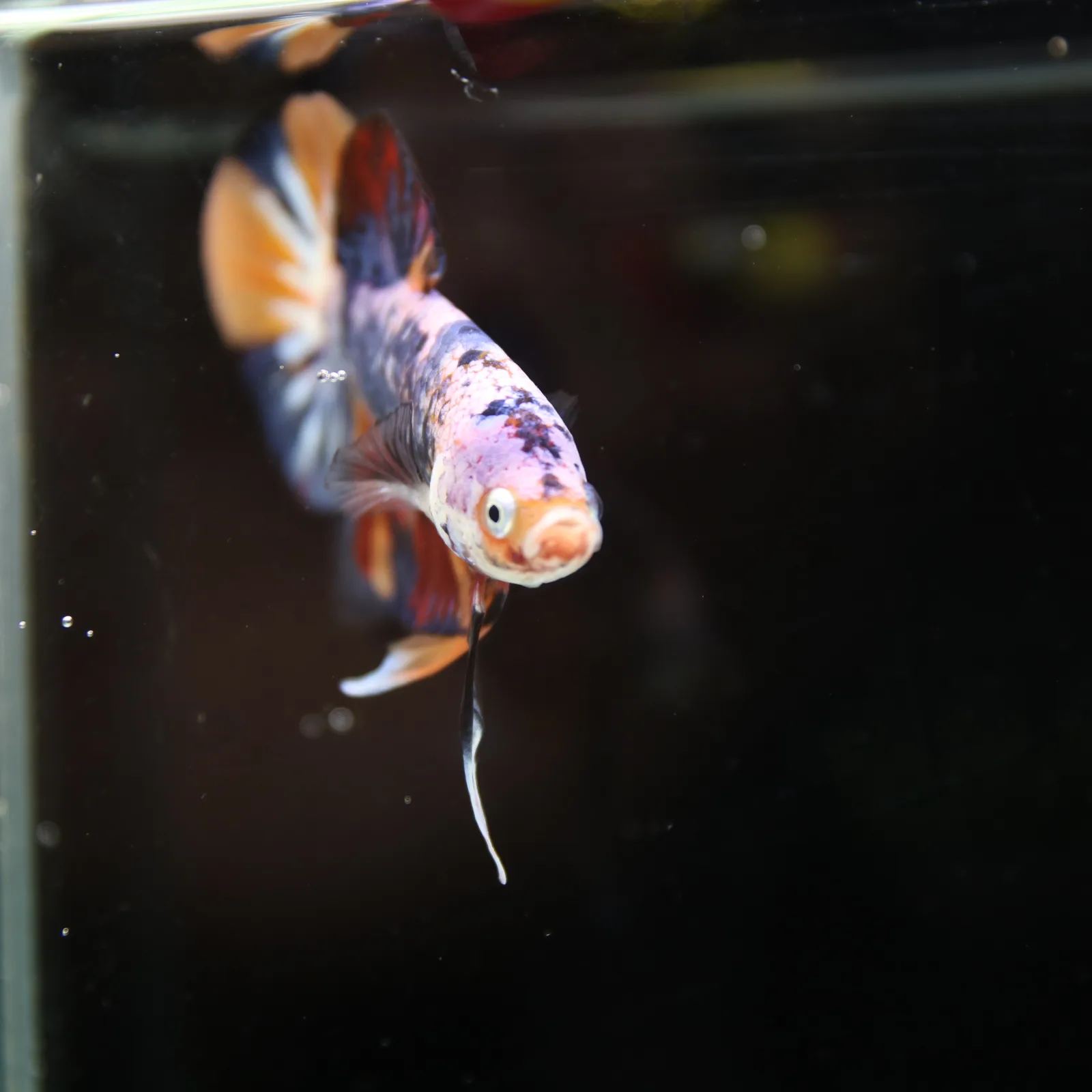 Betta Spendens Fancy Multicolor HMPK Male HMPK-BL-2705226-004 media 13