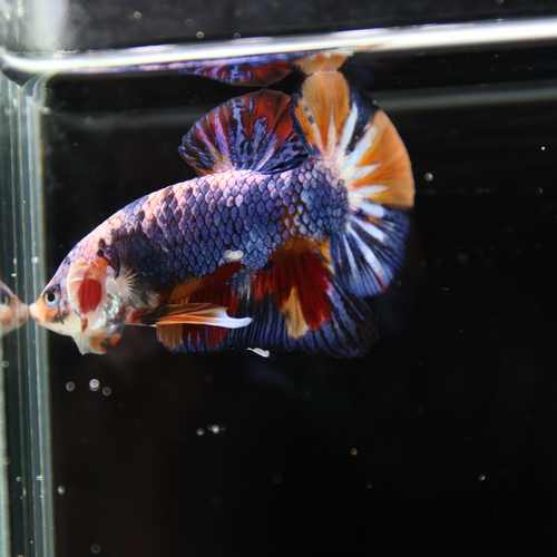 Betta Spendens Fancy Multicolor HMPK Male HMPK-BL-2705226-004