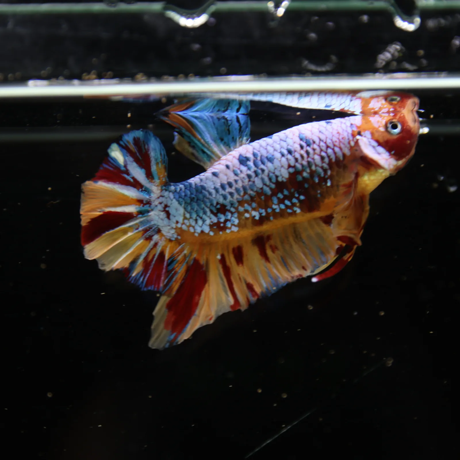 Betta Spendens Fancy Multicolor HMPK Male HMPK-BL-2705226-005 media 2