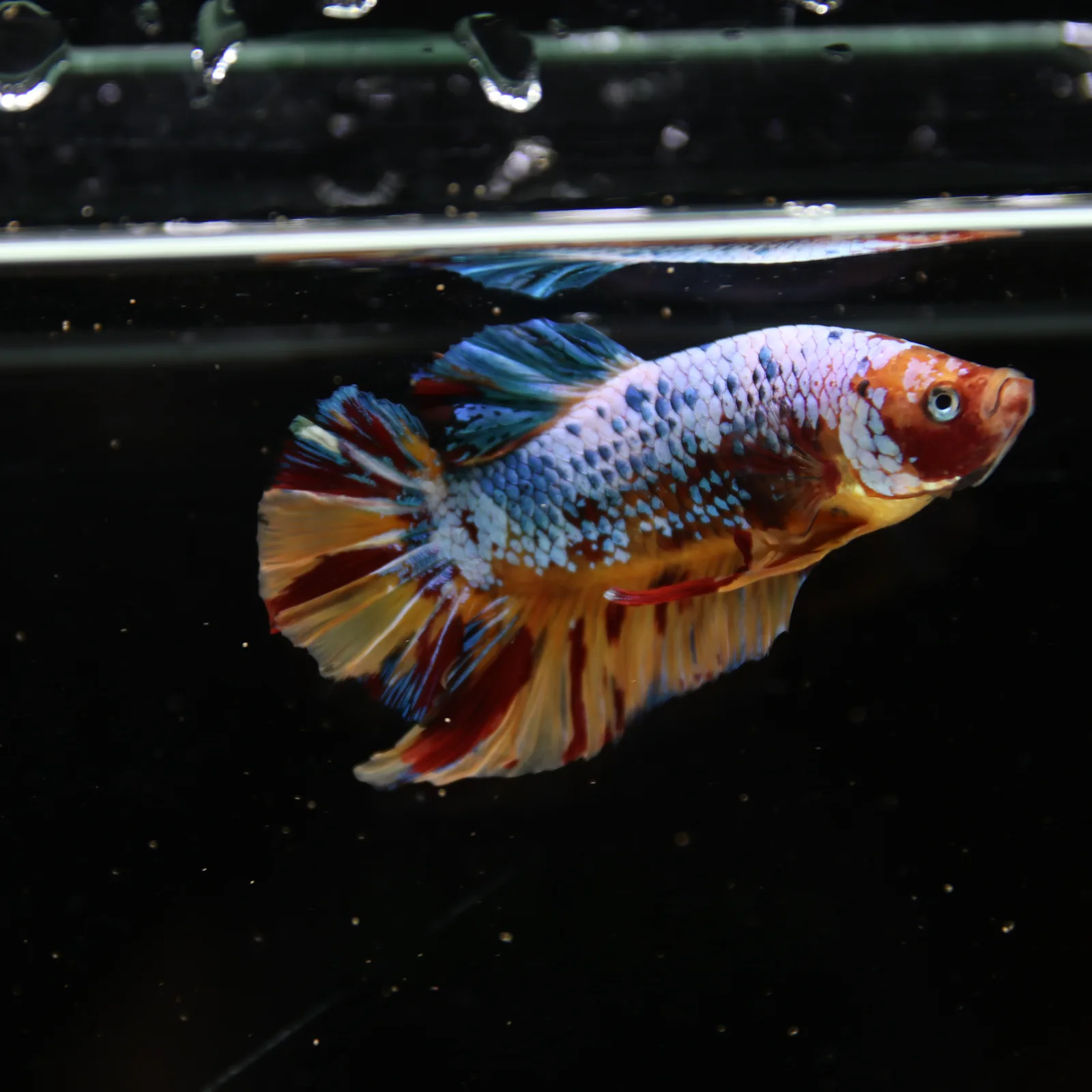 Betta Spendens Fancy Multicolor HMPK Male HMPK-BL-2705226-005 media 3
