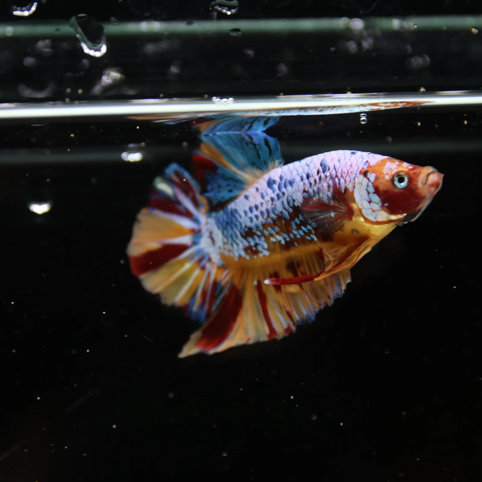 Betta Spendens Fancy Multicolor HMPK Male HMPK-BL-2705226-005 media 4