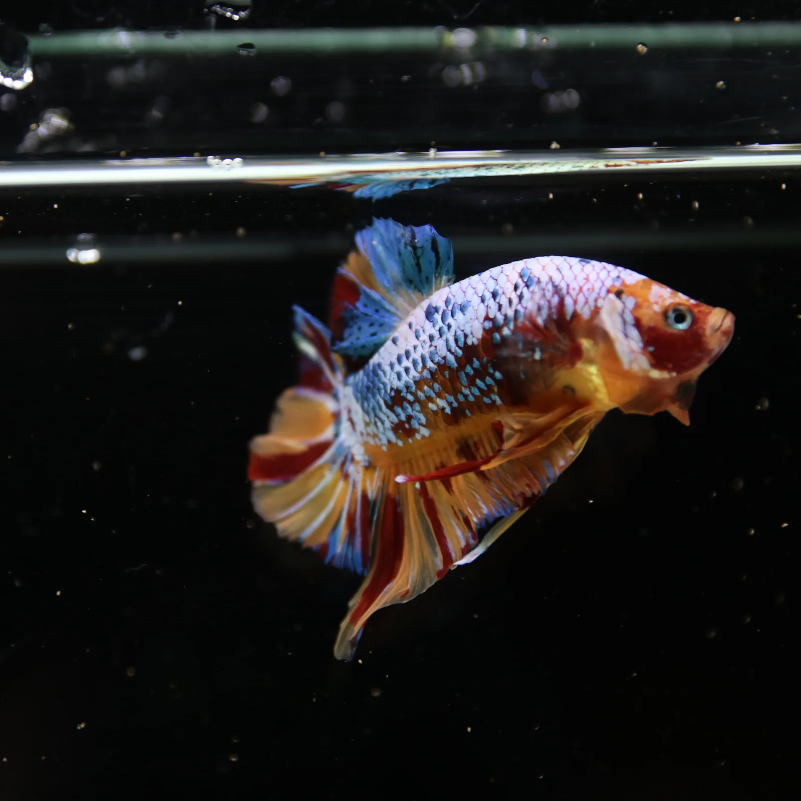 Betta Spendens Fancy Multicolor HMPK Male HMPK-BL-2705226-005 media 5