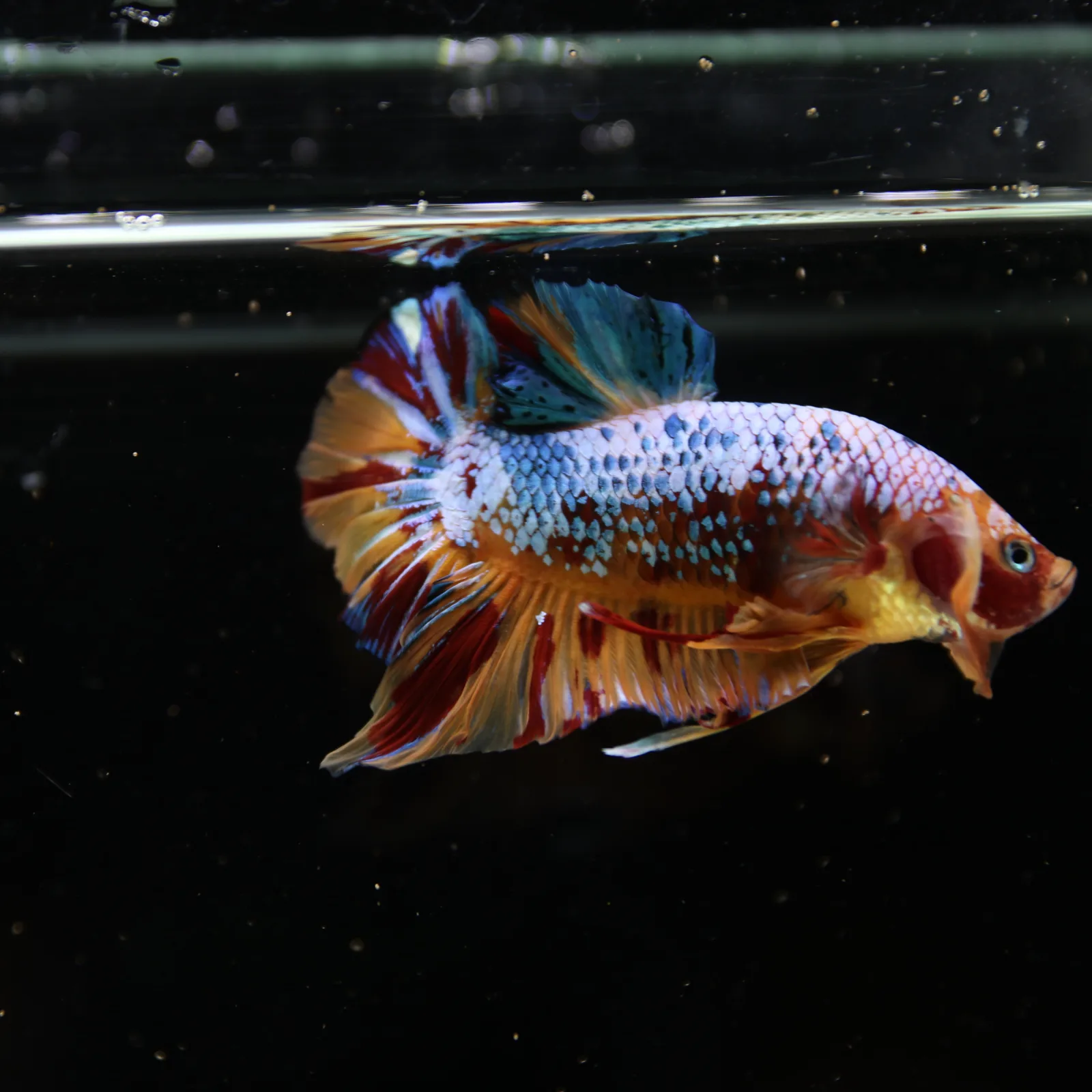 Betta Spendens Fancy Multicolor HMPK Male HMPK-BL-2705226-005 media 6