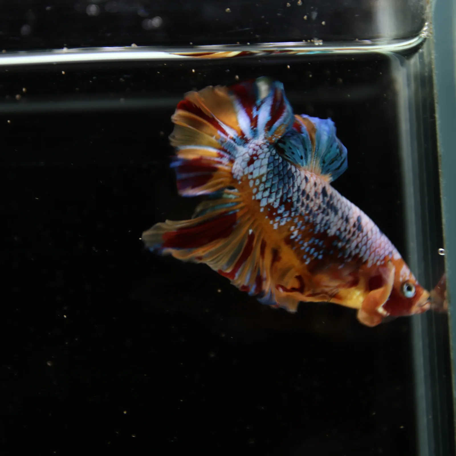 Betta Spendens Fancy Multicolor HMPK Male HMPK-BL-2705226-005 media 7
