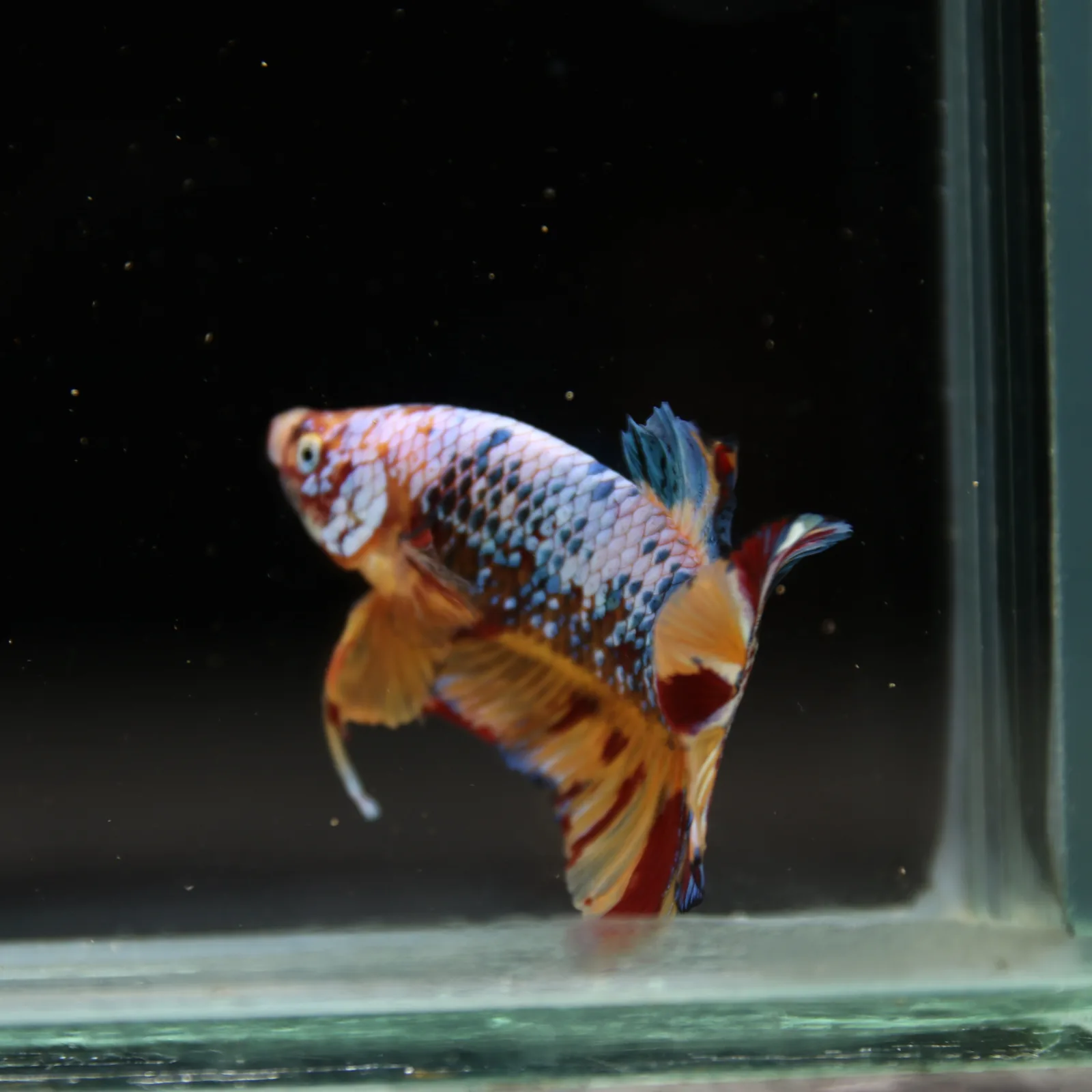 Betta Spendens Fancy Multicolor HMPK Male HMPK-BL-2705226-005 media 8