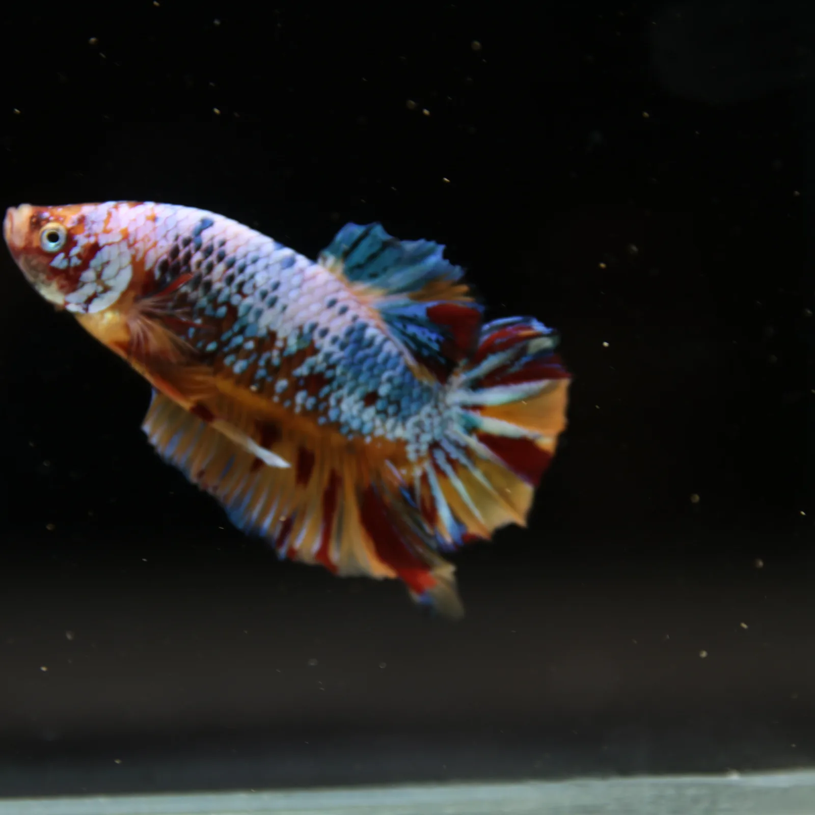 Betta Spendens Fancy Multicolor HMPK Male HMPK-BL-2705226-005 media 9