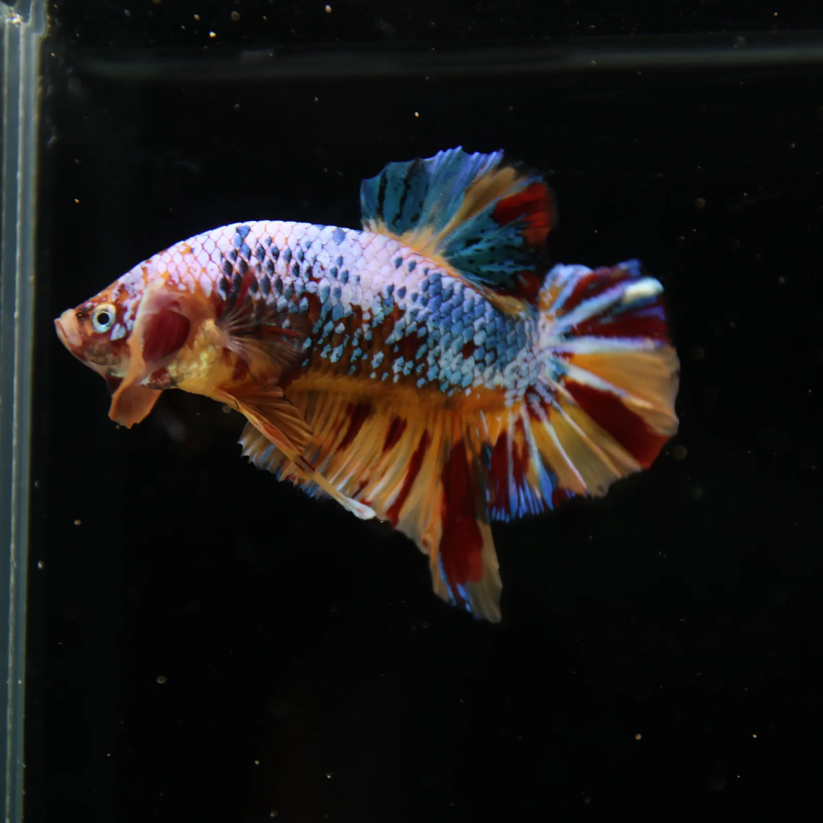 Betta Spendens Fancy Multicolor HMPK Male HMPK-BL-2705226-005 media 10