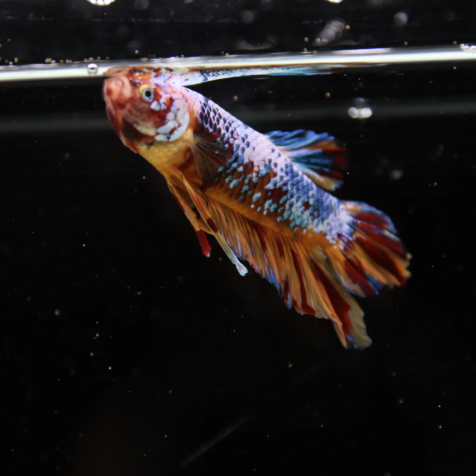 Betta Spendens Fancy Multicolor HMPK Male HMPK-BL-2705226-005 media 11