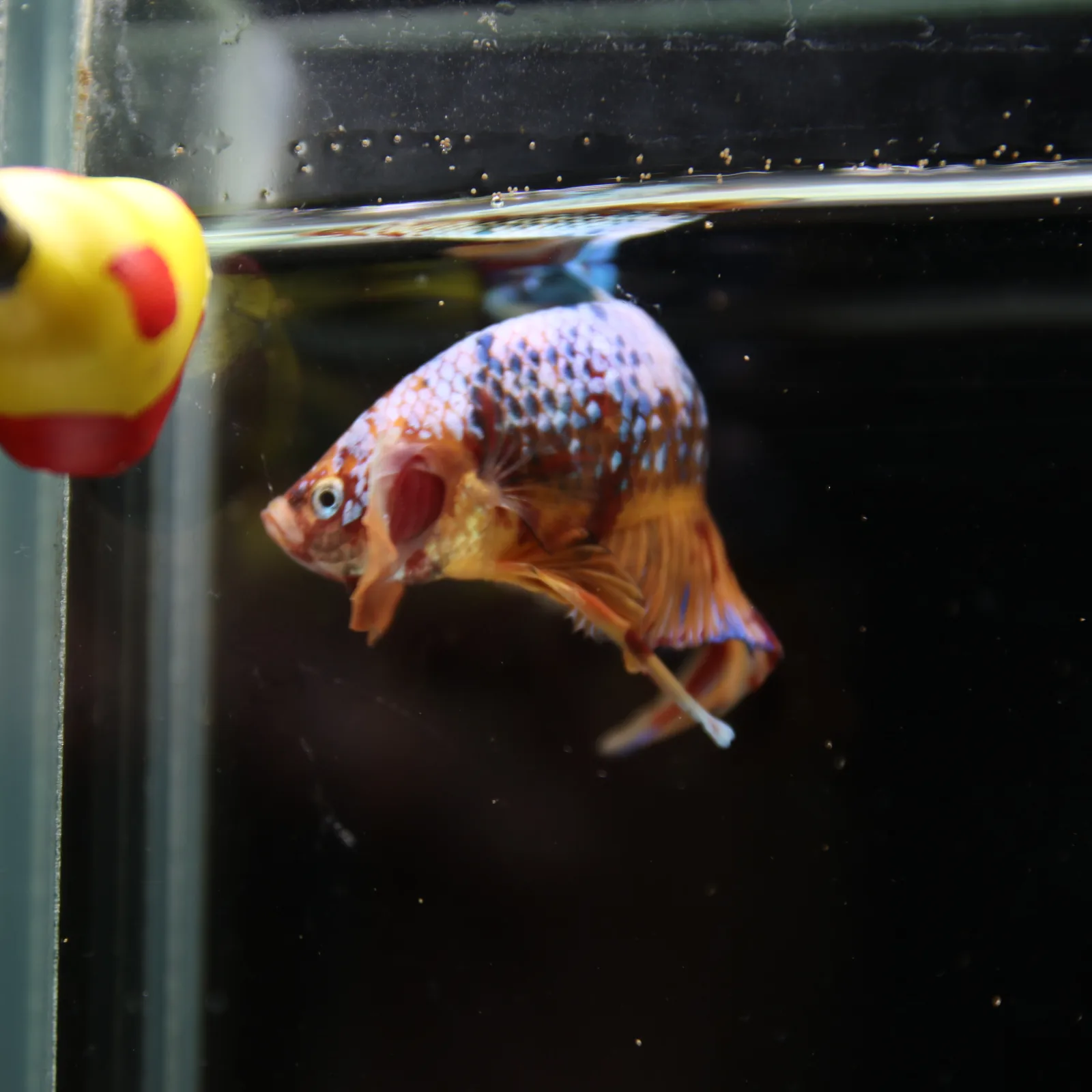 Betta Spendens Fancy Multicolor HMPK Male HMPK-BL-2705226-005 media 12