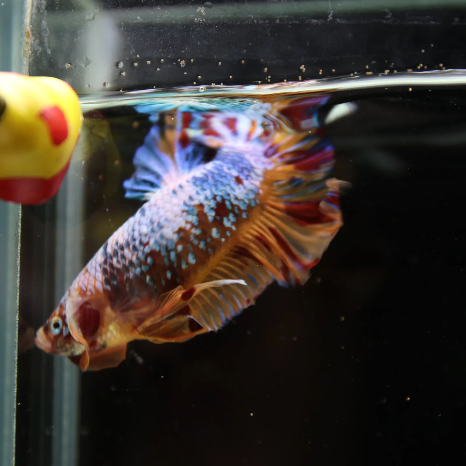 Betta Spendens Fancy Multicolor HMPK Male HMPK-BL-2705226-005 media 13