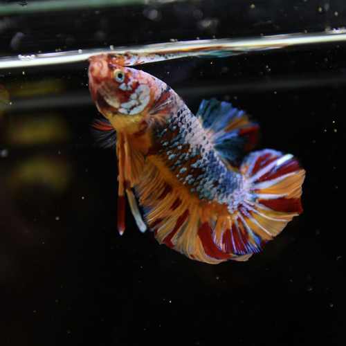 Betta Spendens Fancy Multicolor HMPK Male HMPK-BL-2705226-005