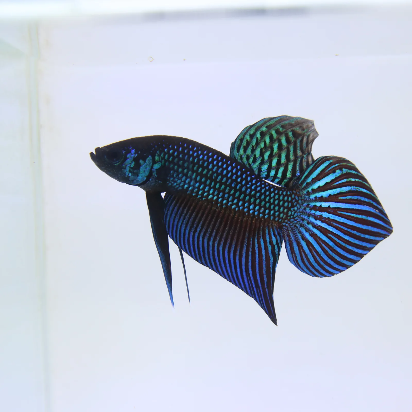 Betta Live Fish Mahachaiensis Green Bid media 4