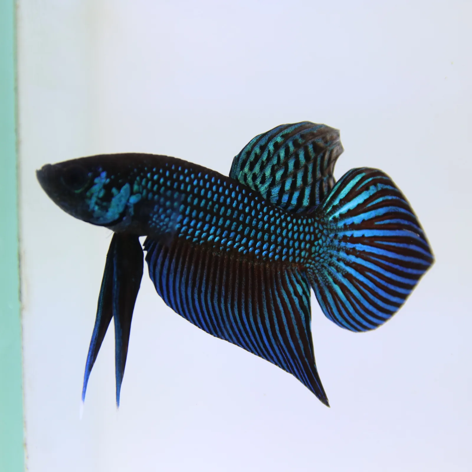 Betta Live Fish Mahachaiensis Green Bid media 6