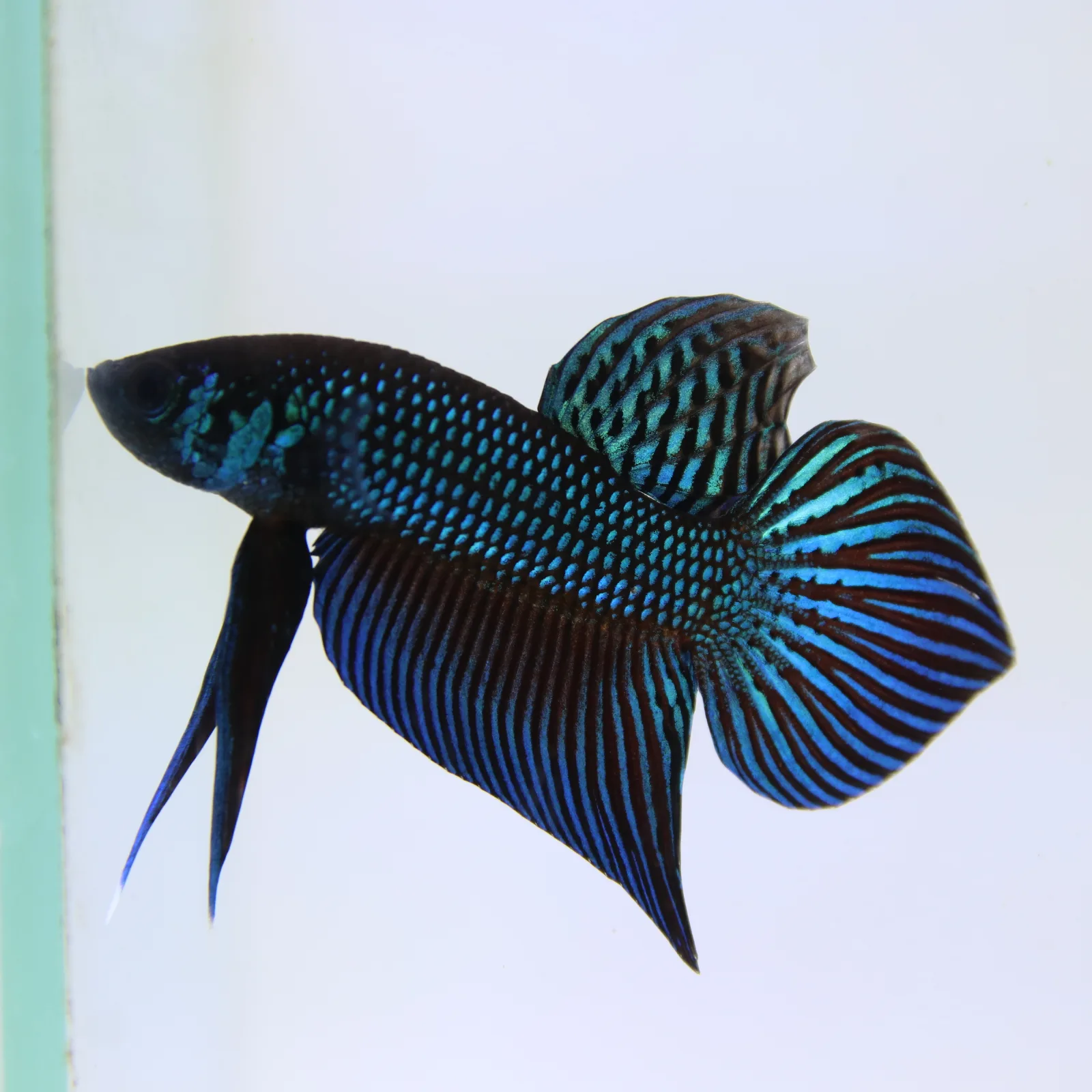 Betta Live Fish Mahachaiensis Green Bid media 7