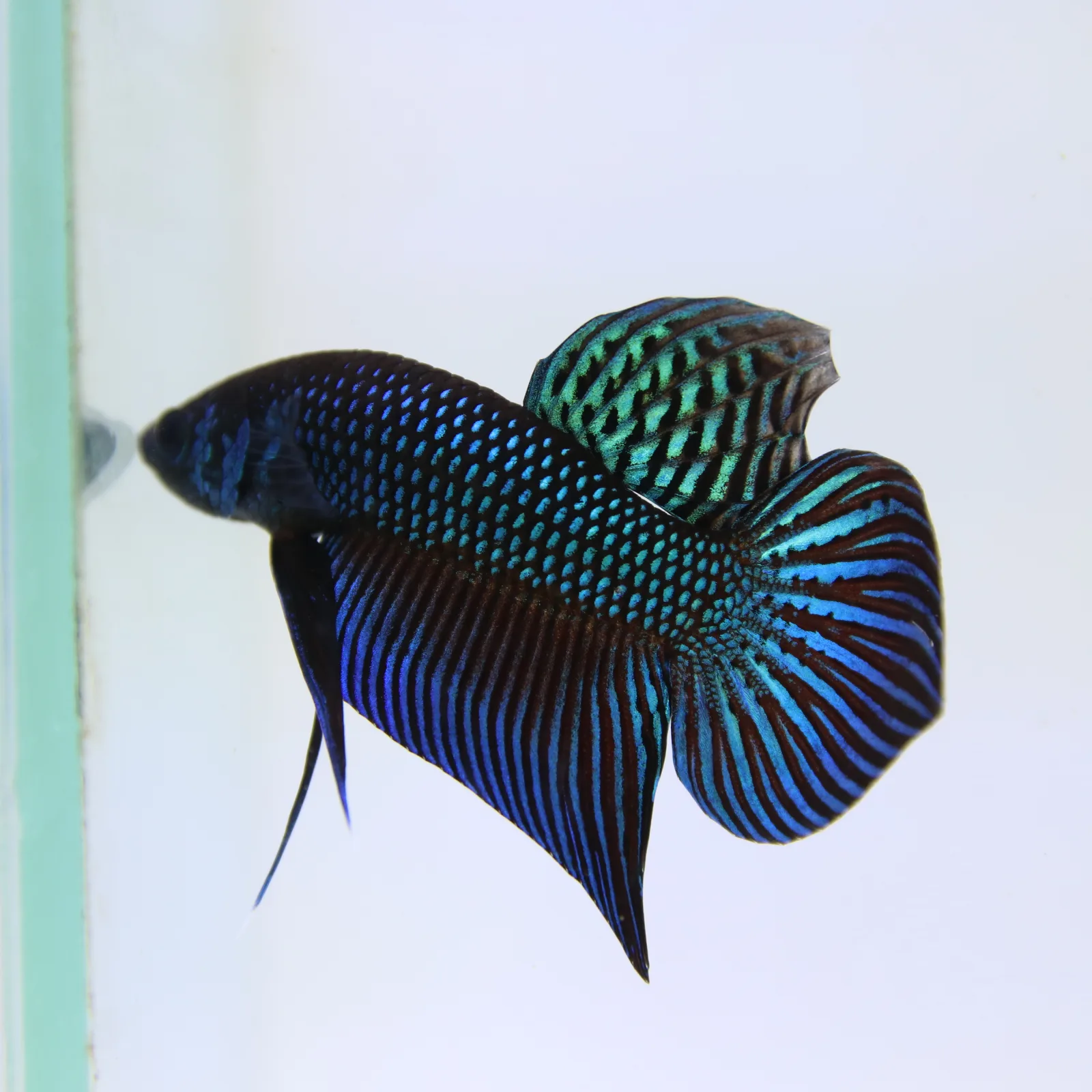 Betta Live Fish Mahachaiensis Green Bid media 8