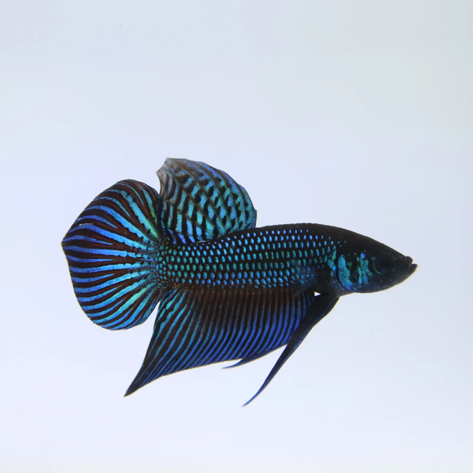 Betta Live Fish Mahachaiensis Green Bid media 9