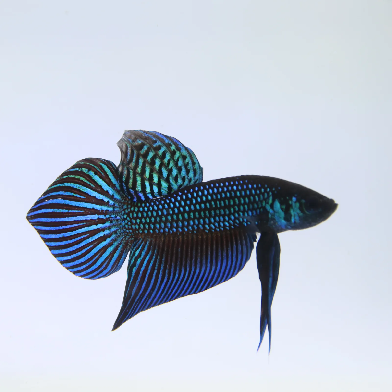 Betta Live Fish Mahachaiensis Green Bid media 10