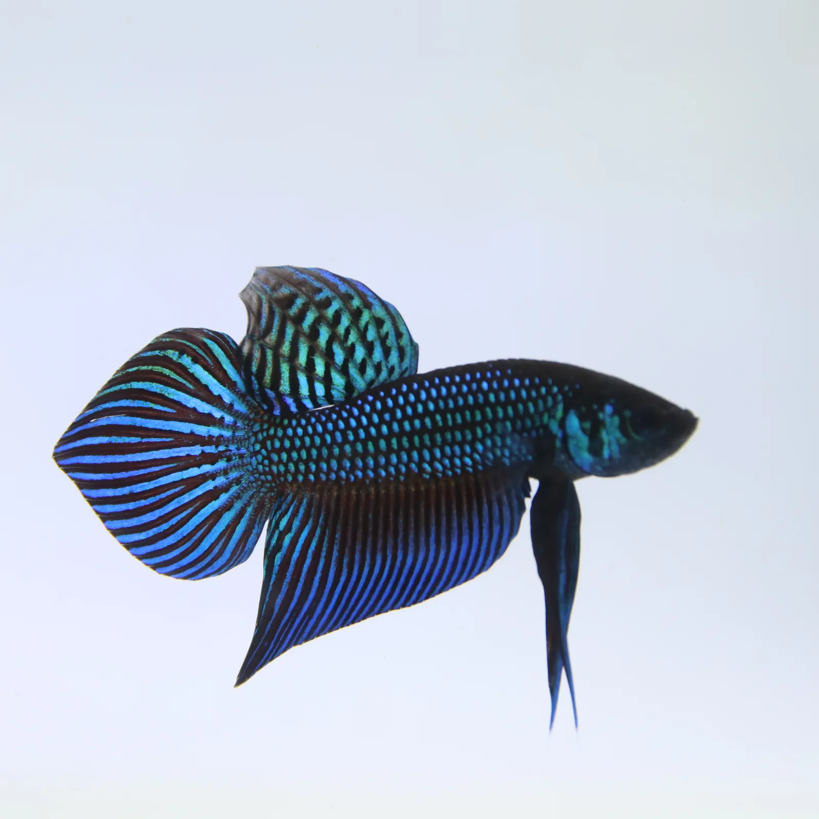 Betta Live Fish Mahachaiensis Green Bid media 11