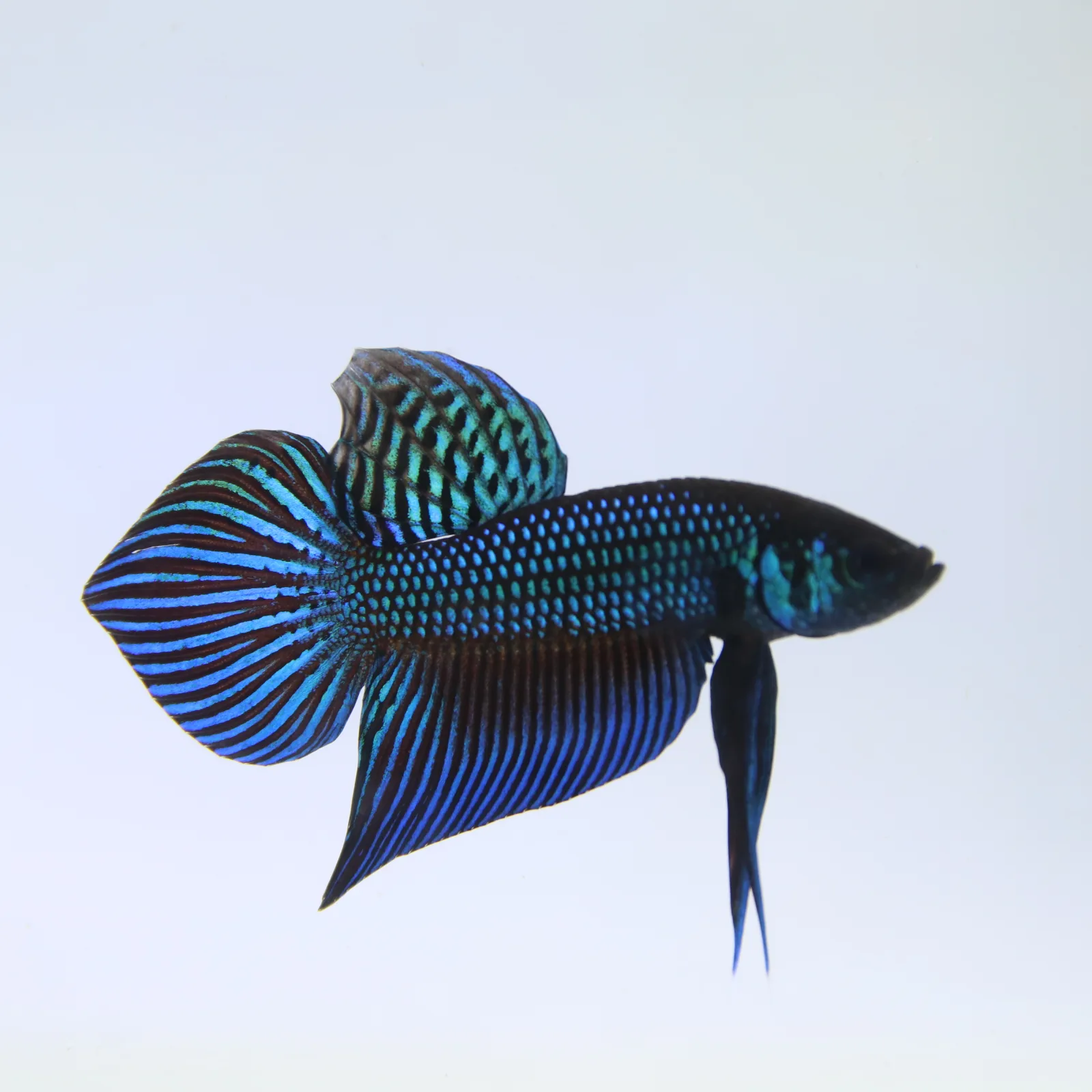 Betta Live Fish Mahachaiensis Green Bid media 12