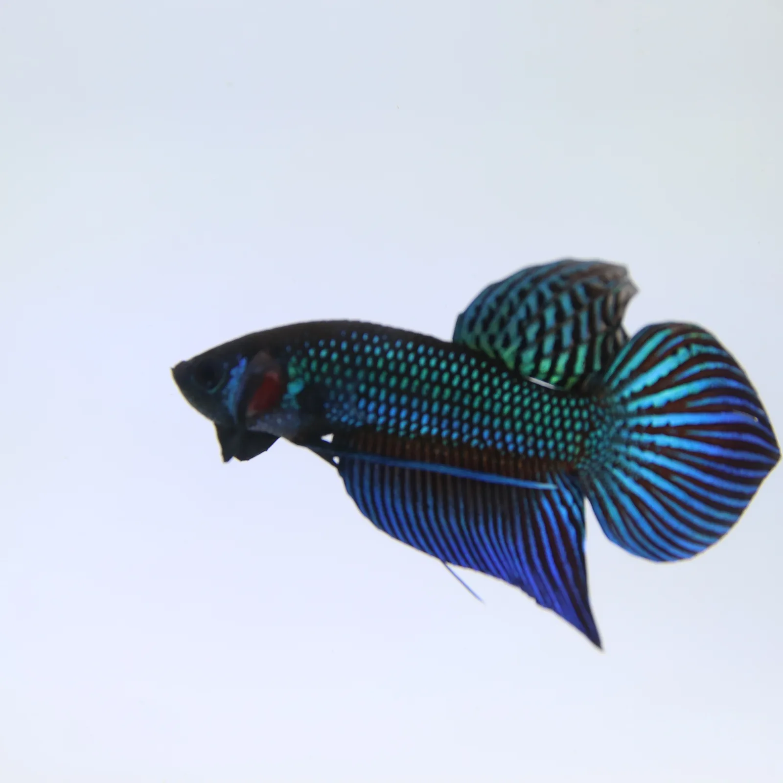 Betta Live Fish Mahachaiensis Green Bid media 13