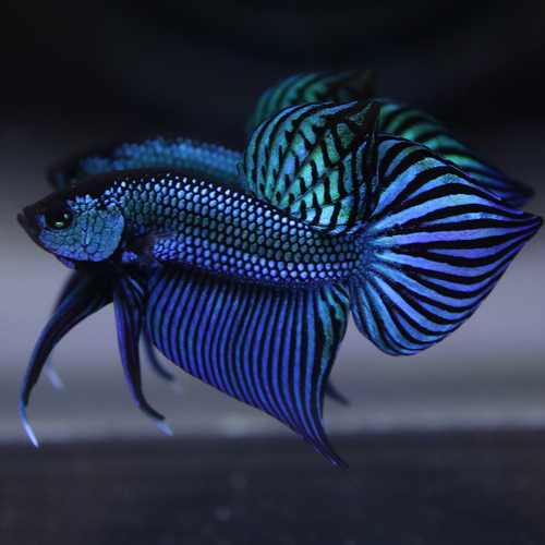 Betta Live Fish Mahachaiensis Green Bid