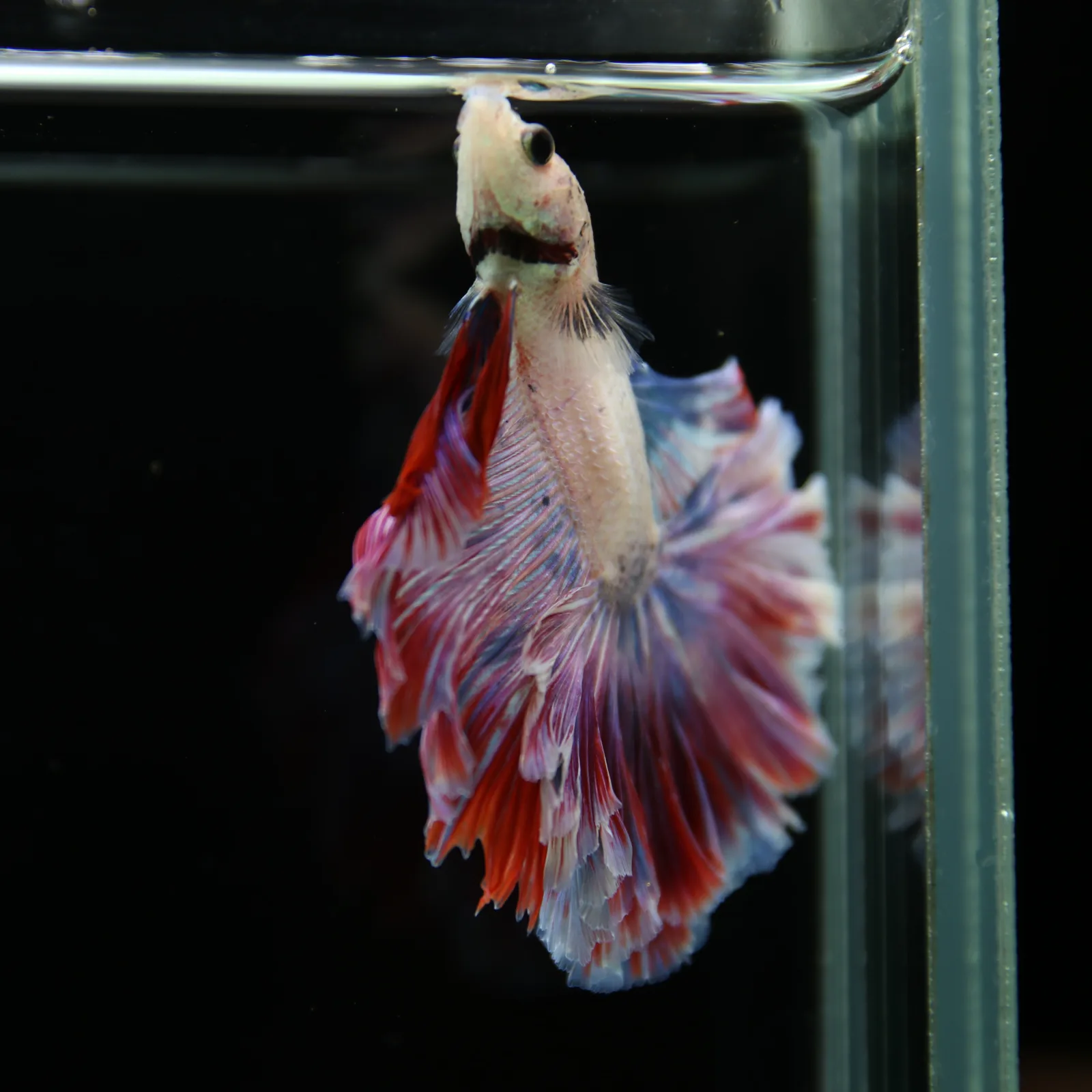 Betta Spendens Fancy Lavender HM HalfMoon Male HMPK-BL-2805226-008 media 2