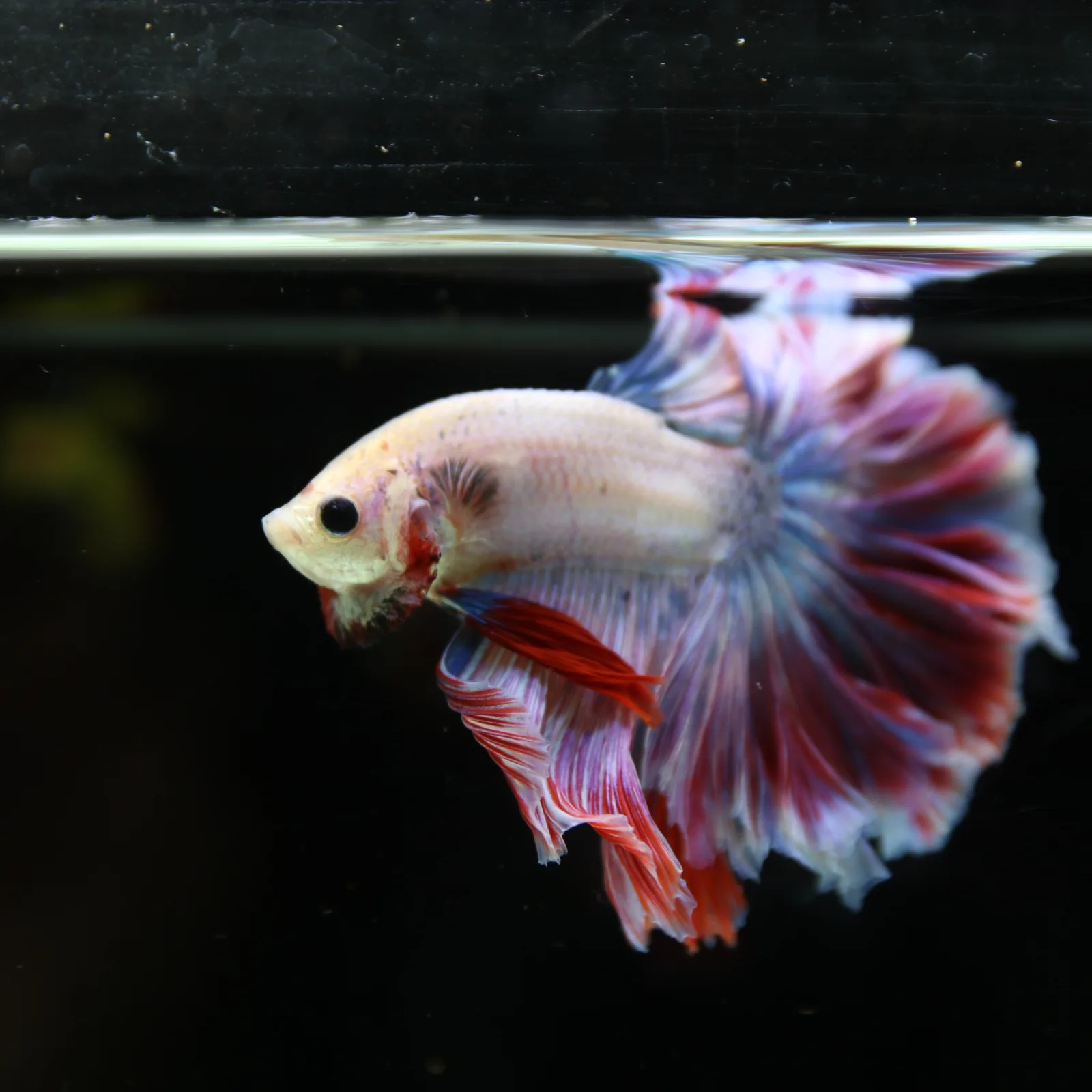 Betta Spendens Fancy Lavender HM HalfMoon Male HMPK-BL-2805226-008 media 3
