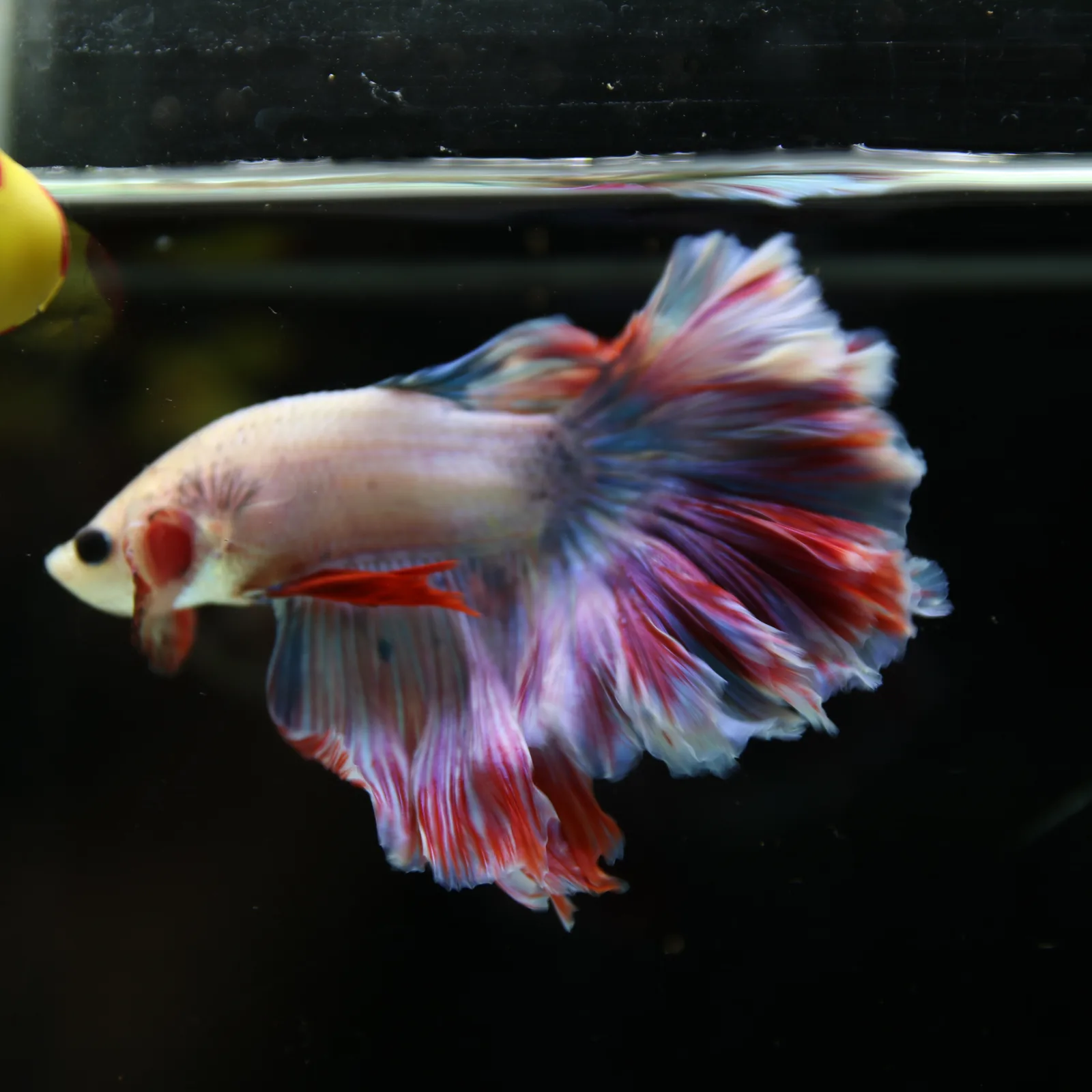 Betta Spendens Fancy Lavender HM HalfMoon Male HMPK-BL-2805226-008 media 4