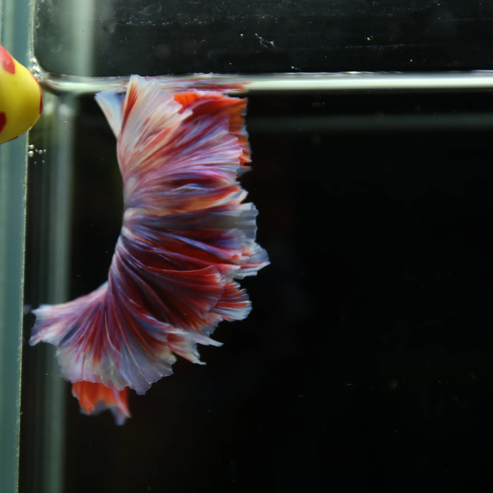 Betta Spendens Fancy Lavender HM HalfMoon Male HMPK-BL-2805226-008 media 5