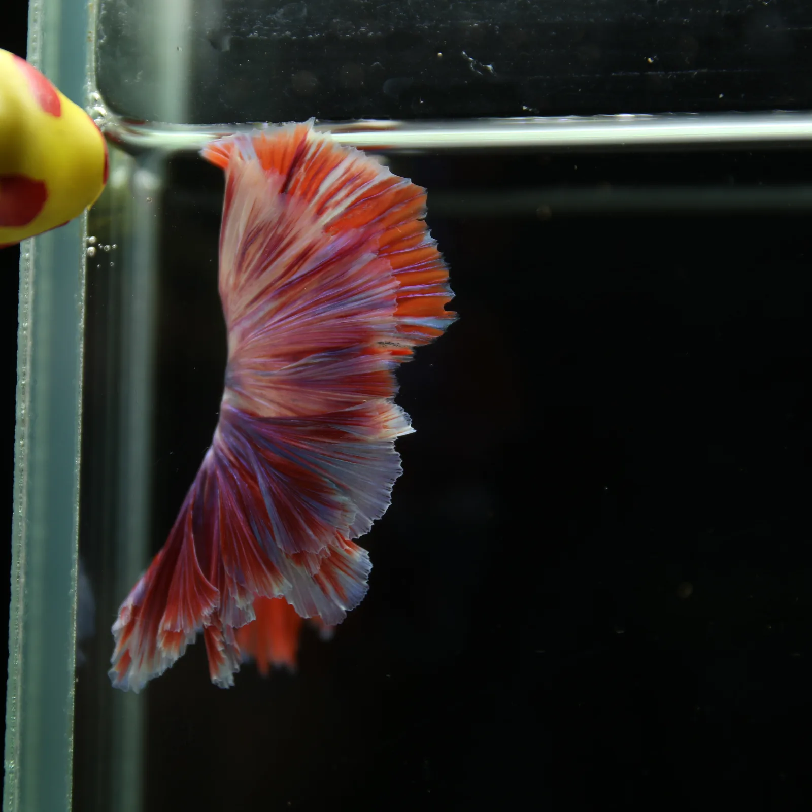 Betta Spendens Fancy Lavender HM HalfMoon Male HMPK-BL-2805226-008 media 6