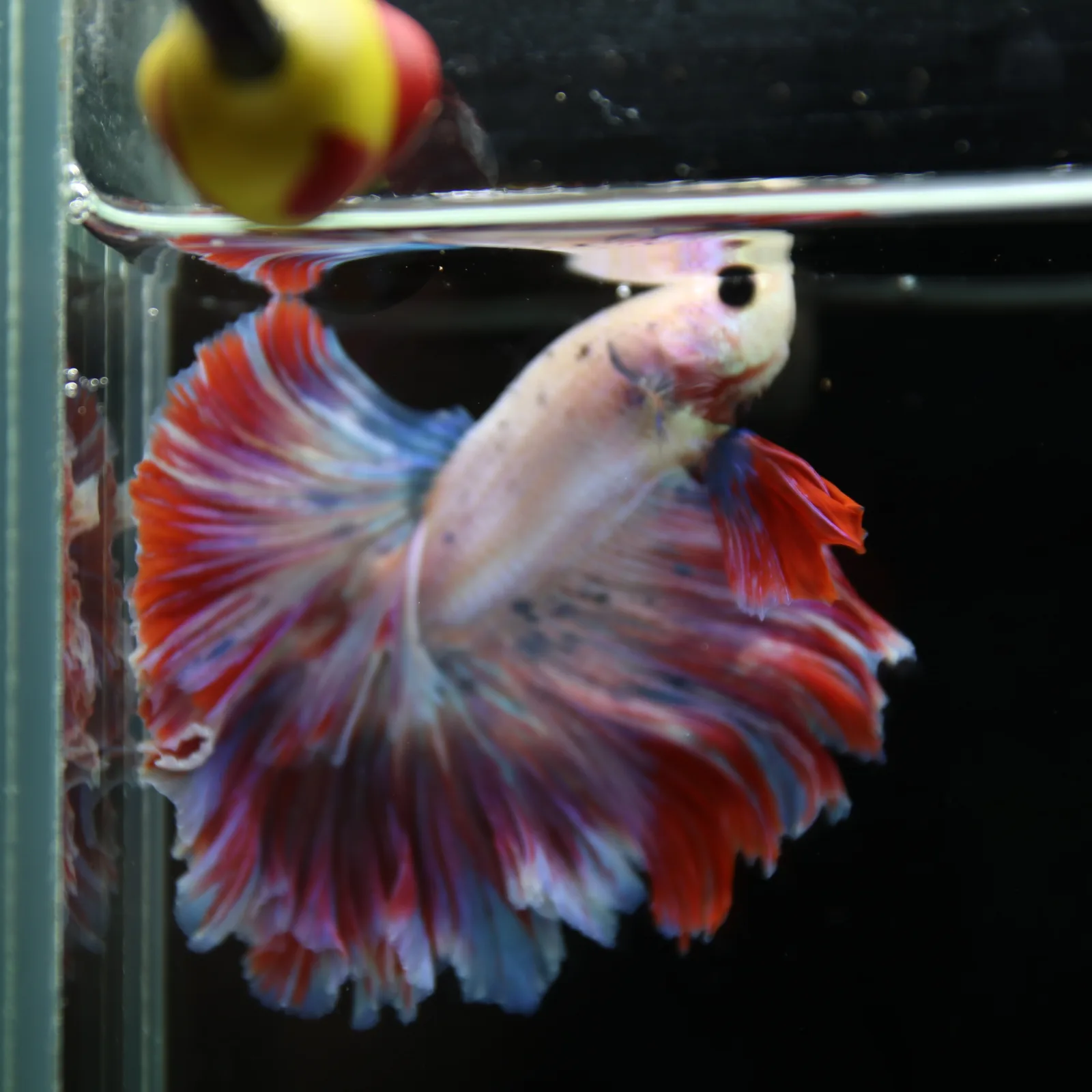 Betta Spendens Fancy Lavender HM HalfMoon Male HMPK-BL-2805226-008 media 7