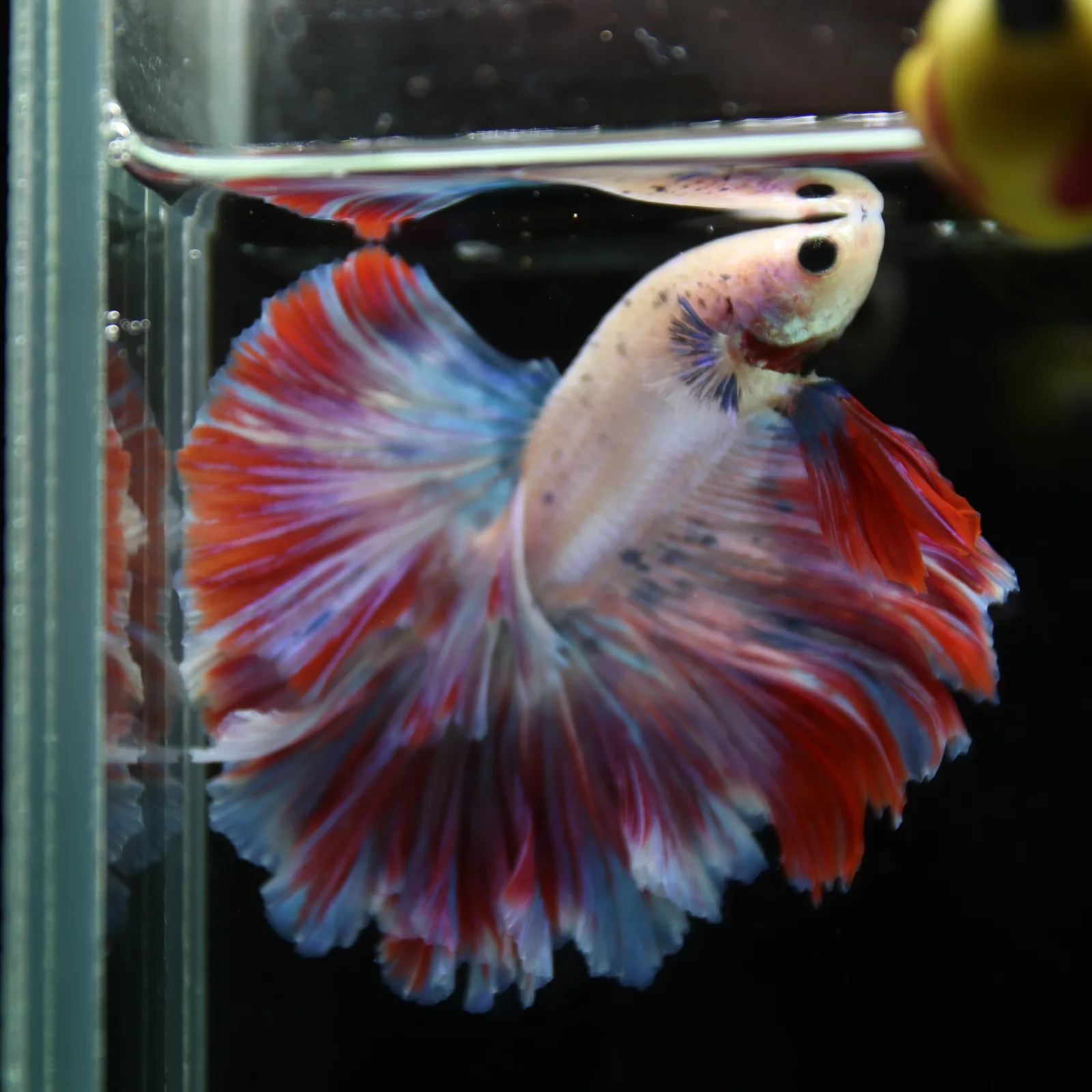 Betta Spendens Fancy Lavender HM HalfMoon Male HMPK-BL-2805226-008 media 8