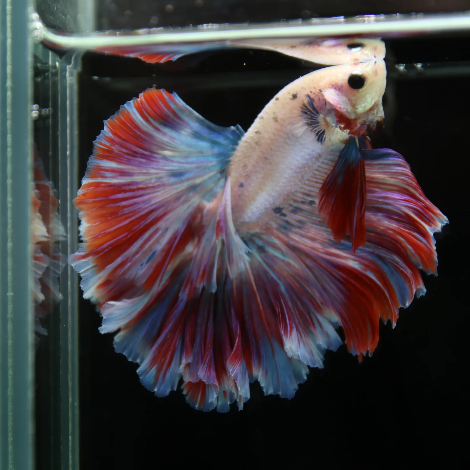 Betta Spendens Fancy Lavender HM HalfMoon Male HMPK-BL-2805226-008 media 9