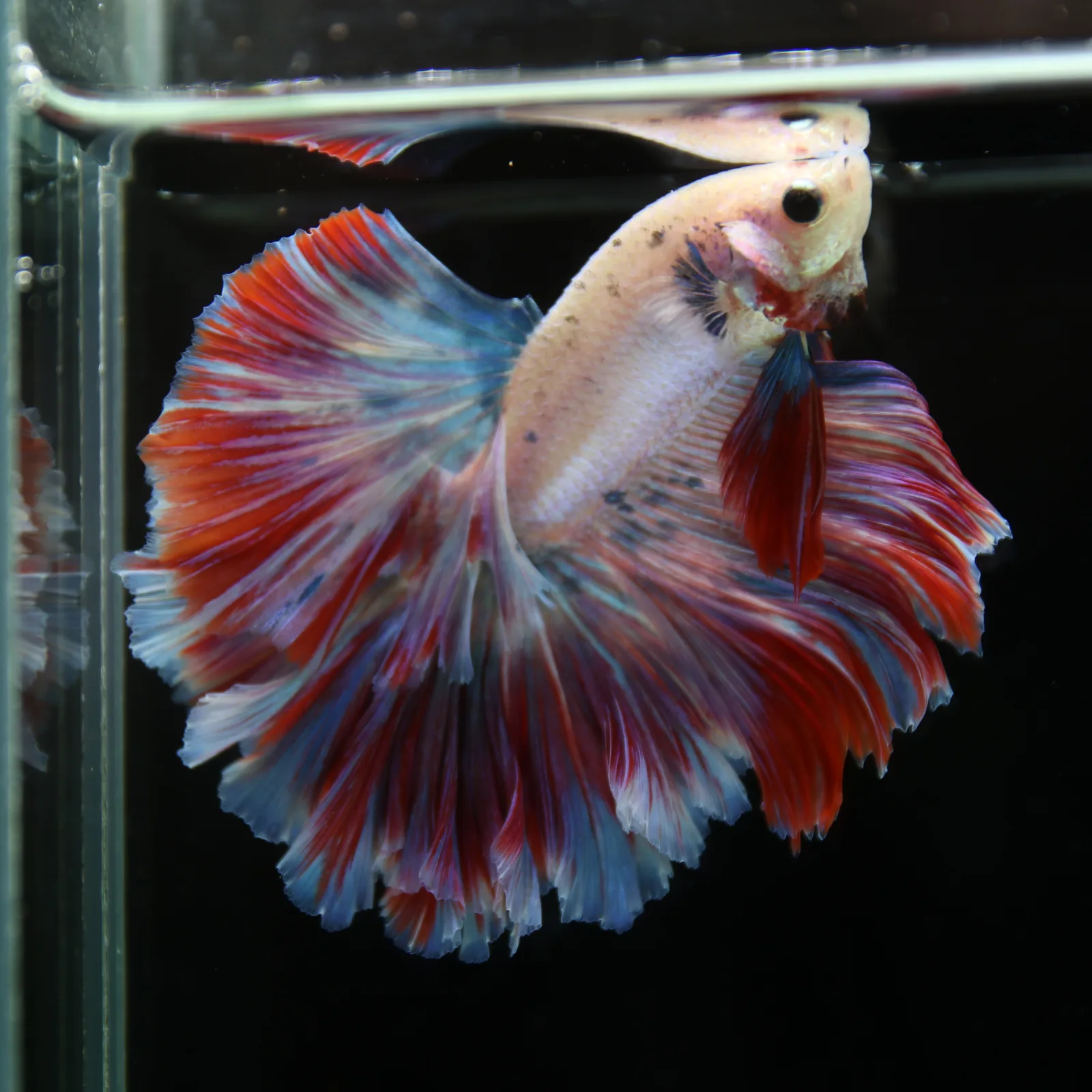Betta Spendens Fancy Lavender HM HalfMoon Male HMPK-BL-2805226-008 media 10